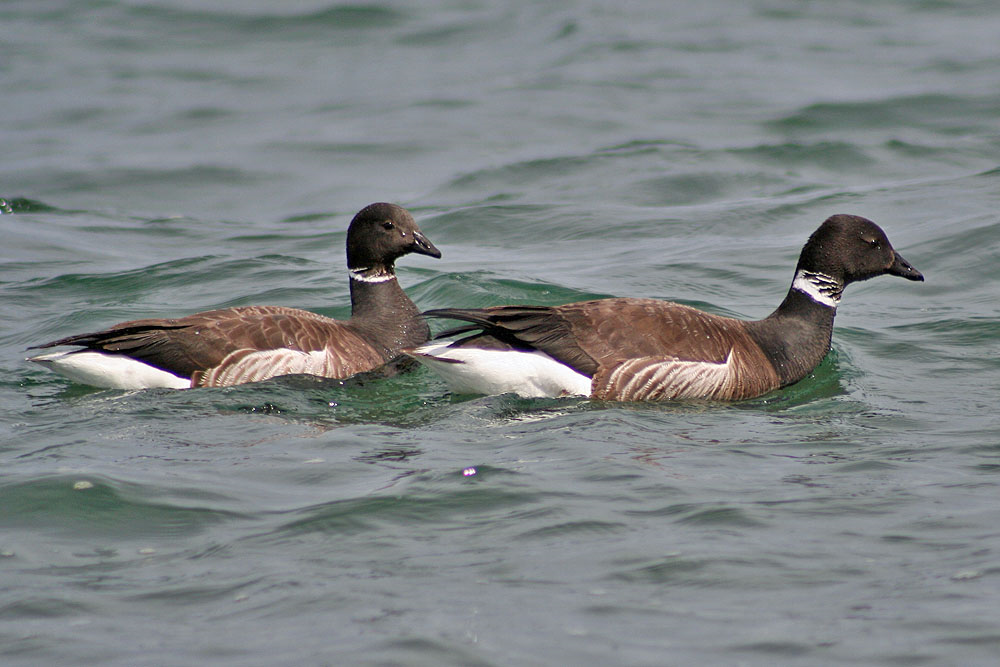 OPAS Field Trip: Dungeness Landing &amp; 3 Crabs