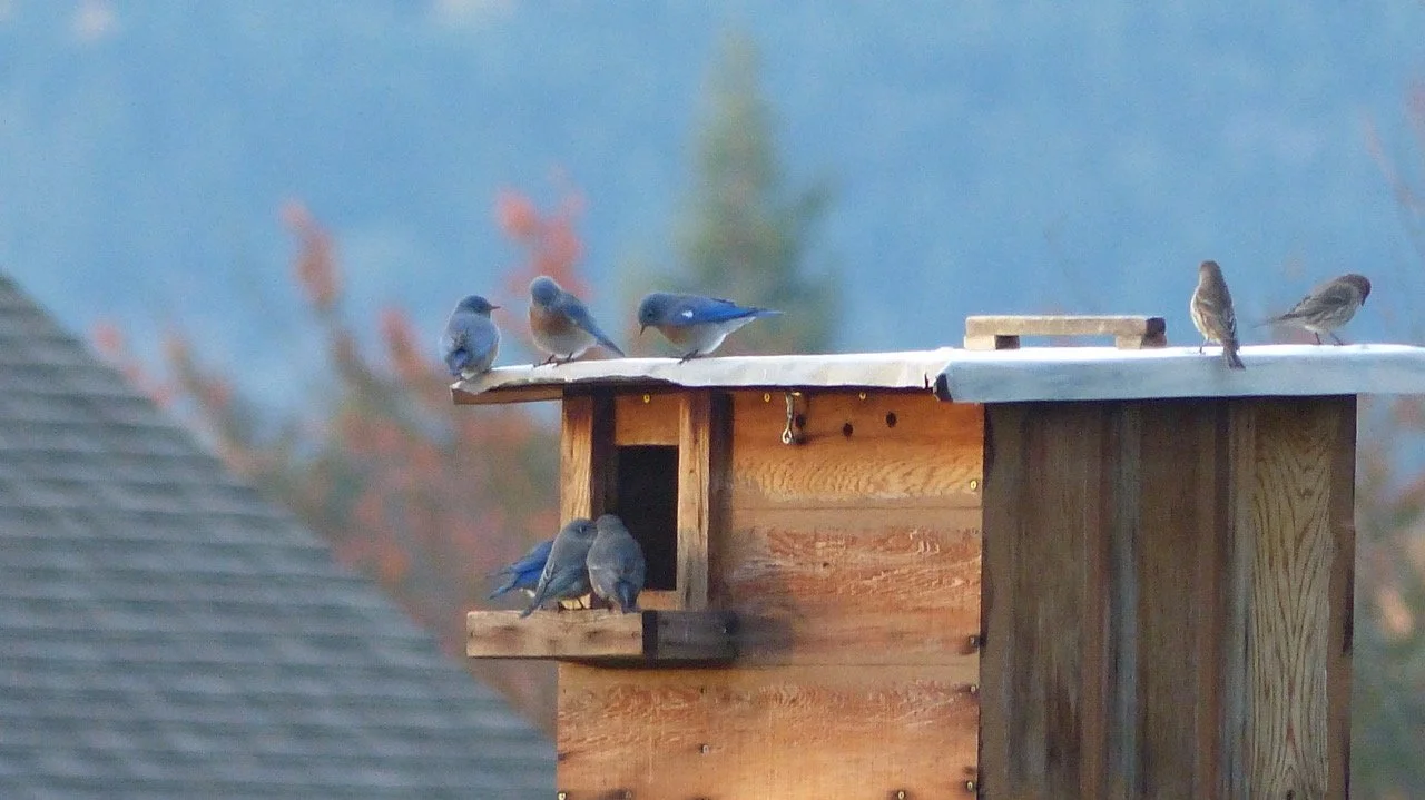 A Bluebird named Spot