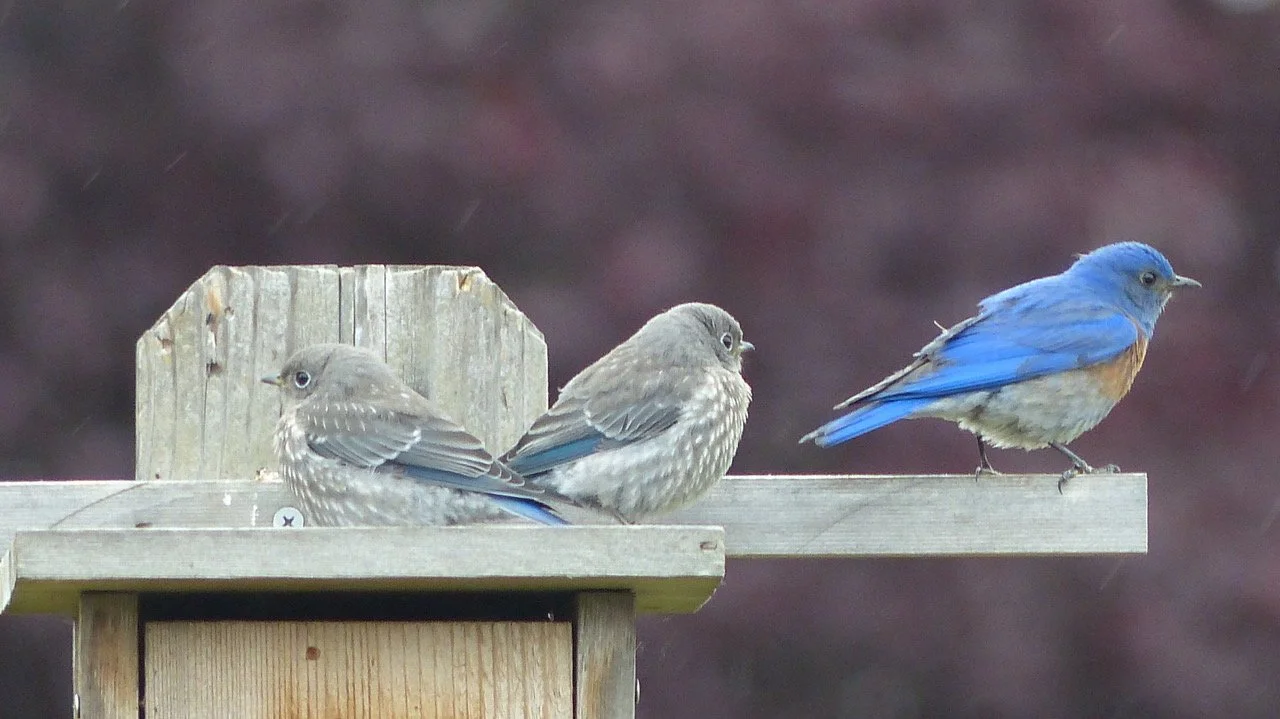 Spot, the Western Bluebird, is a dad!