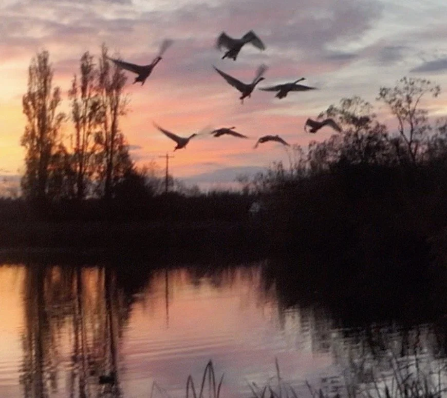 Season Liftoff for Trumpeter Swans