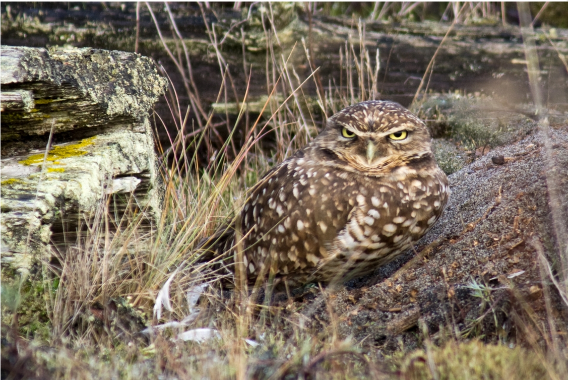 Another Year of OPAS Scholarship Winners!