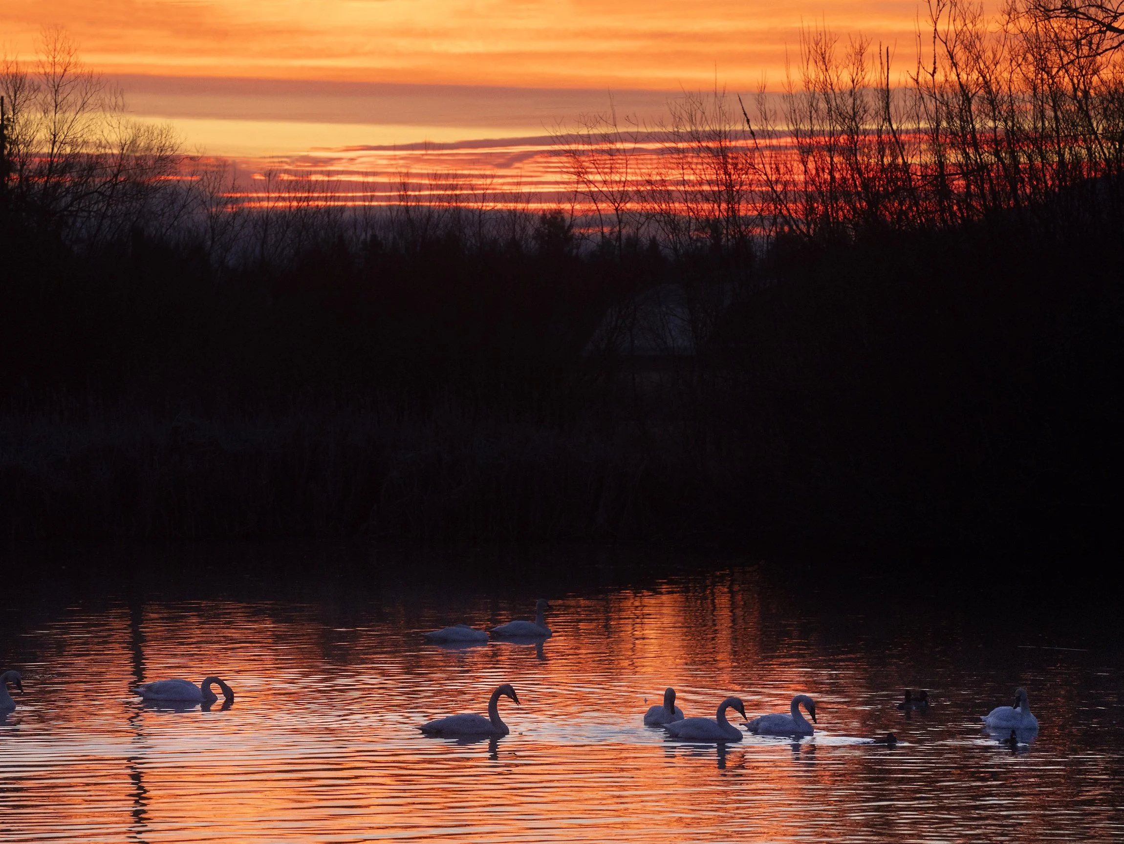 Conservation Issues and Community Science