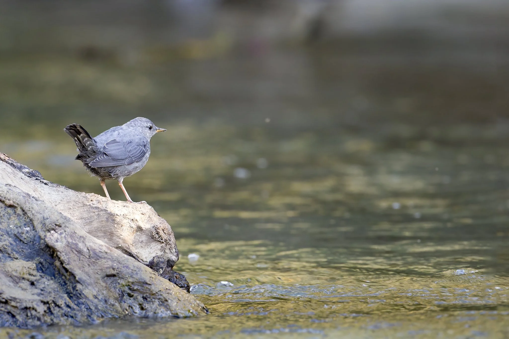 Our Own Water Ouzel: The American Dipper