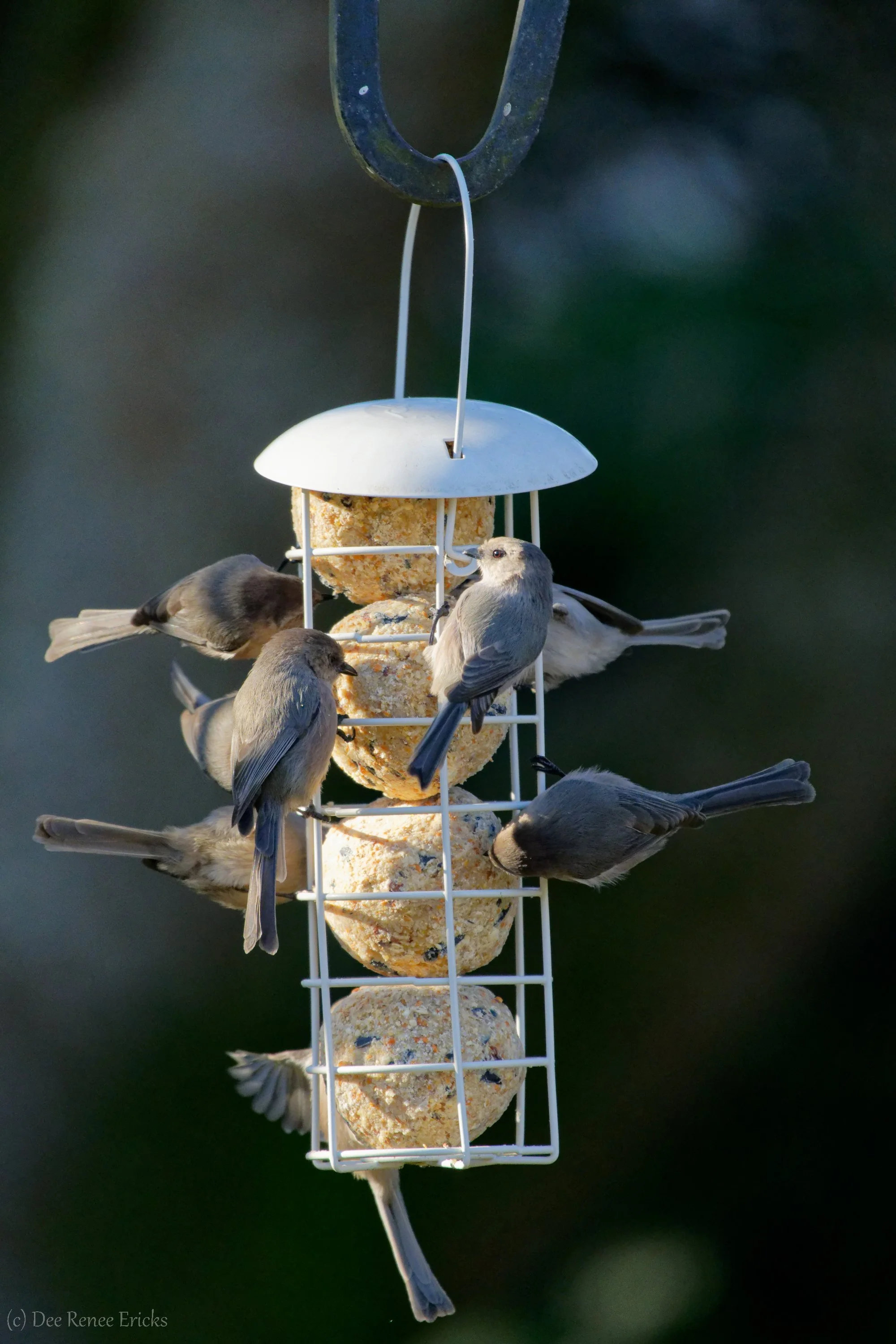 OPAS Backyard Birding: "Backyard Birds in Winter"