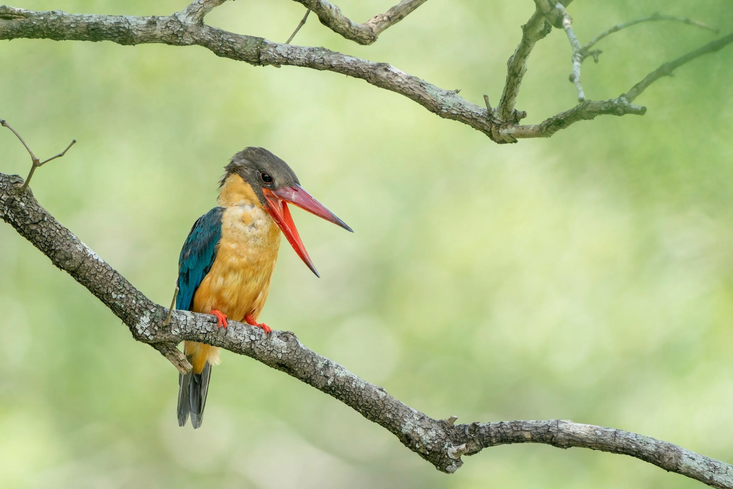 OPAS Program: “Birds of Borneo”—from the Malaysian side 