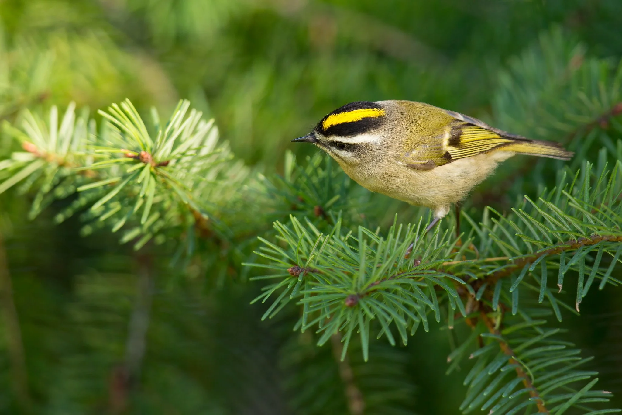 Great Backyard Bird Count 2026