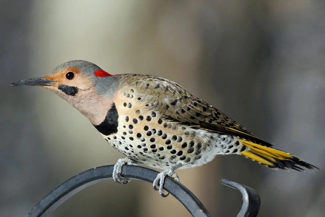 A Yellow-shafted Flicker Visits Dungeness Feeder