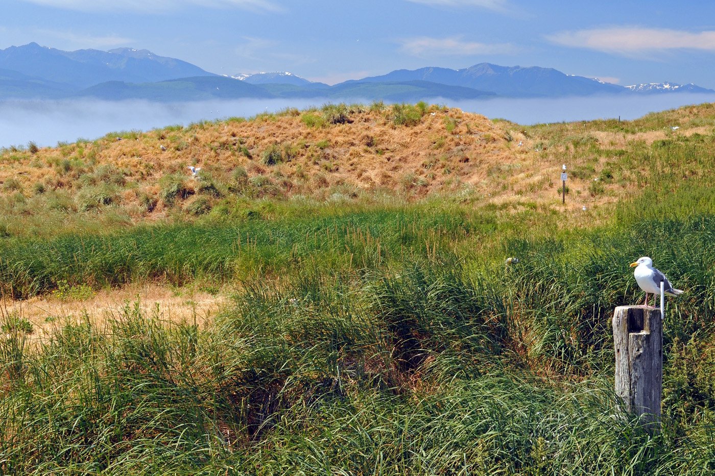 The Importance of Habitat, OPAS Conservation Committee, and You