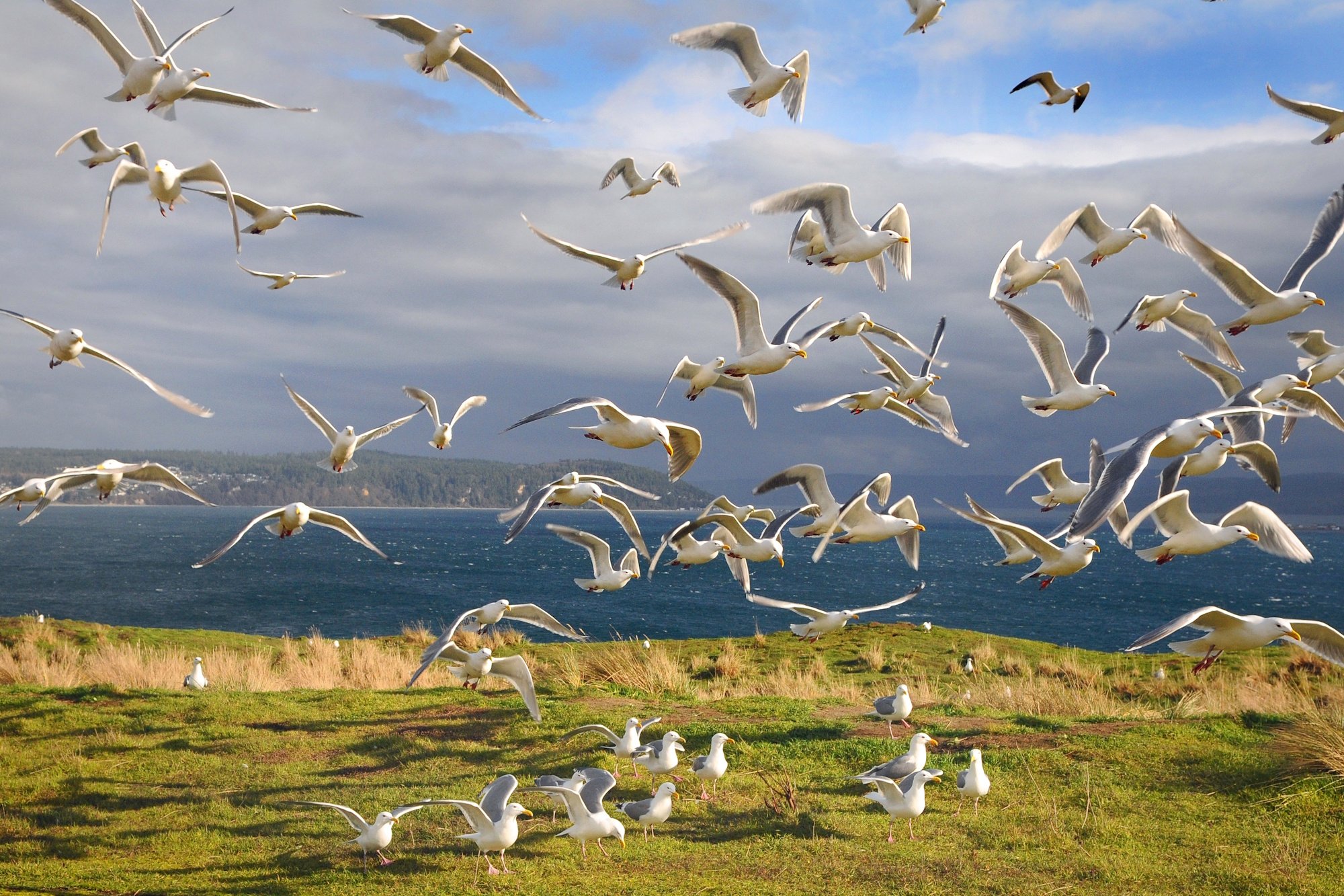 OPAS Program: The Story of Protection Island—Where Birds Find Their Sanctuary