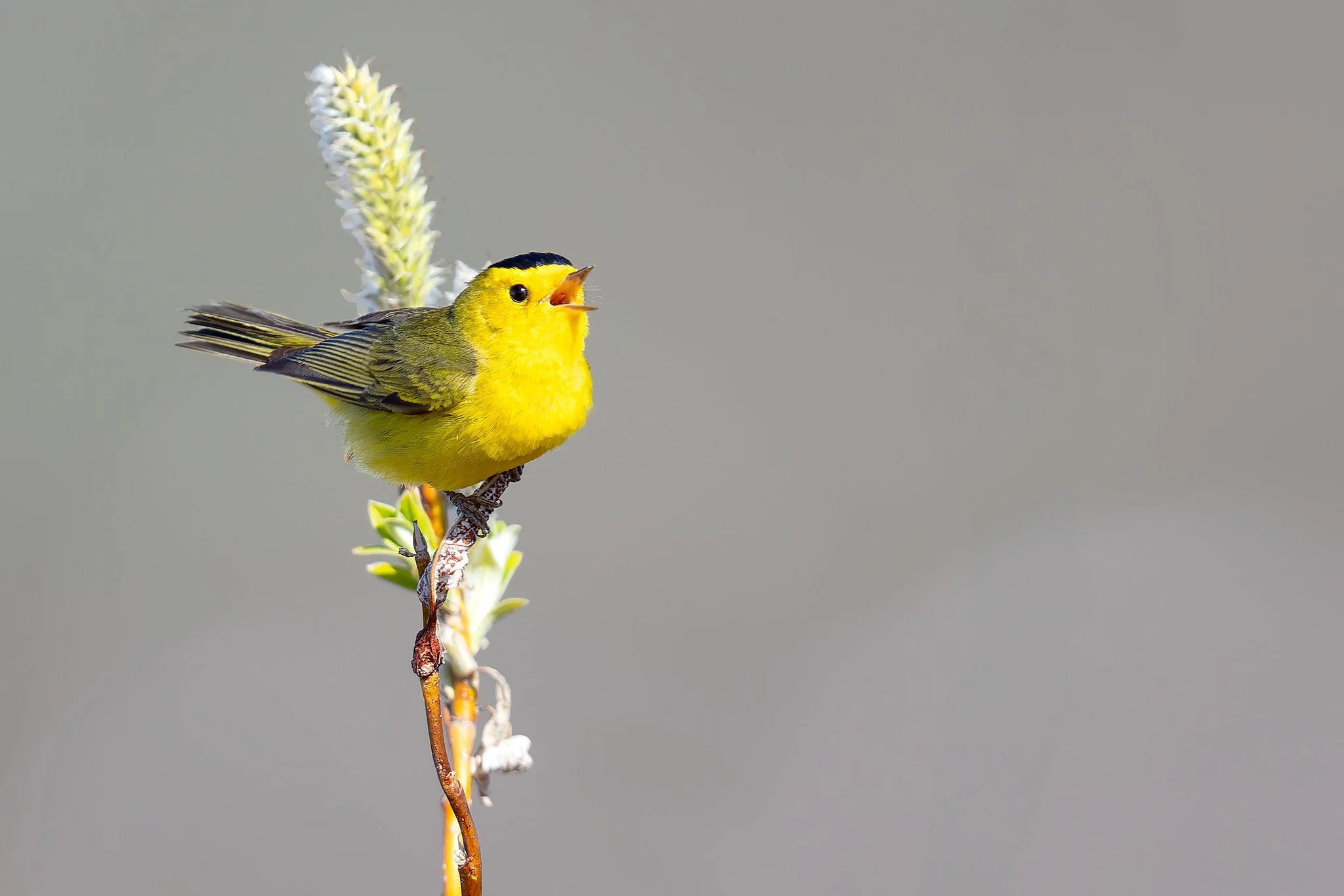 Backyard Birding: “Sounds of Spring”