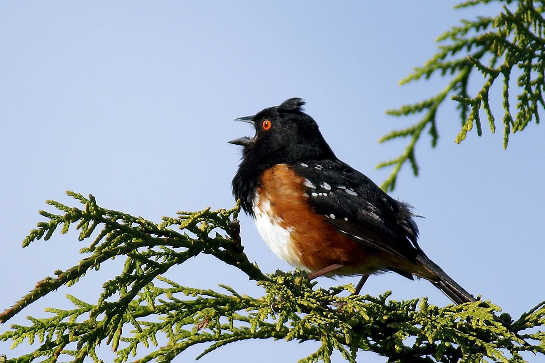 OPAS Backyard Birding: "Sounds of Spring" Video