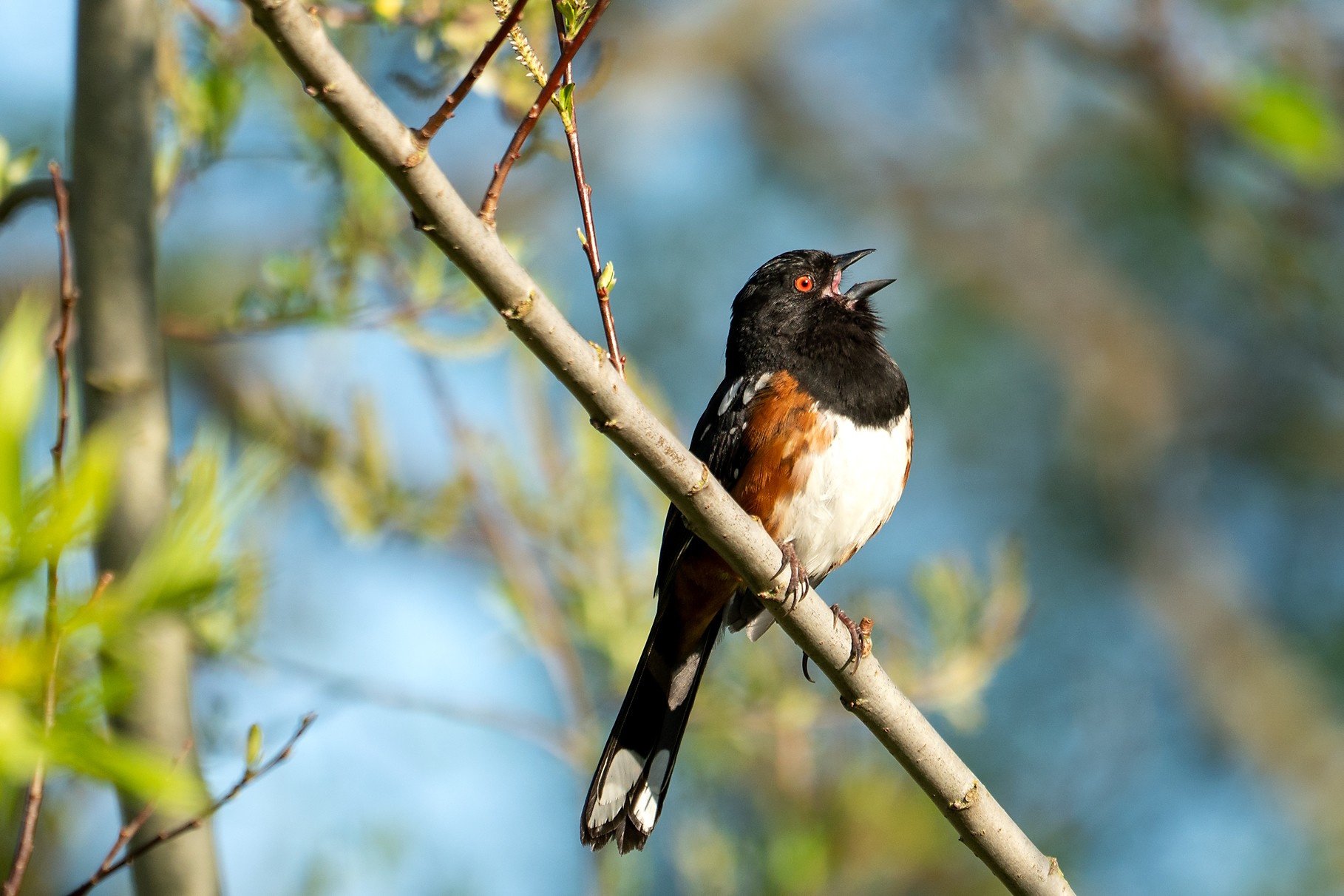 Birding by Ear