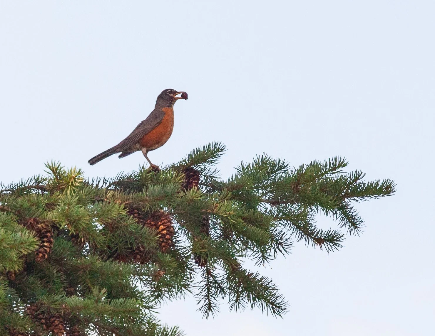 “When the Red Red Robin Comes Bob Bob Bobbin’ Along”