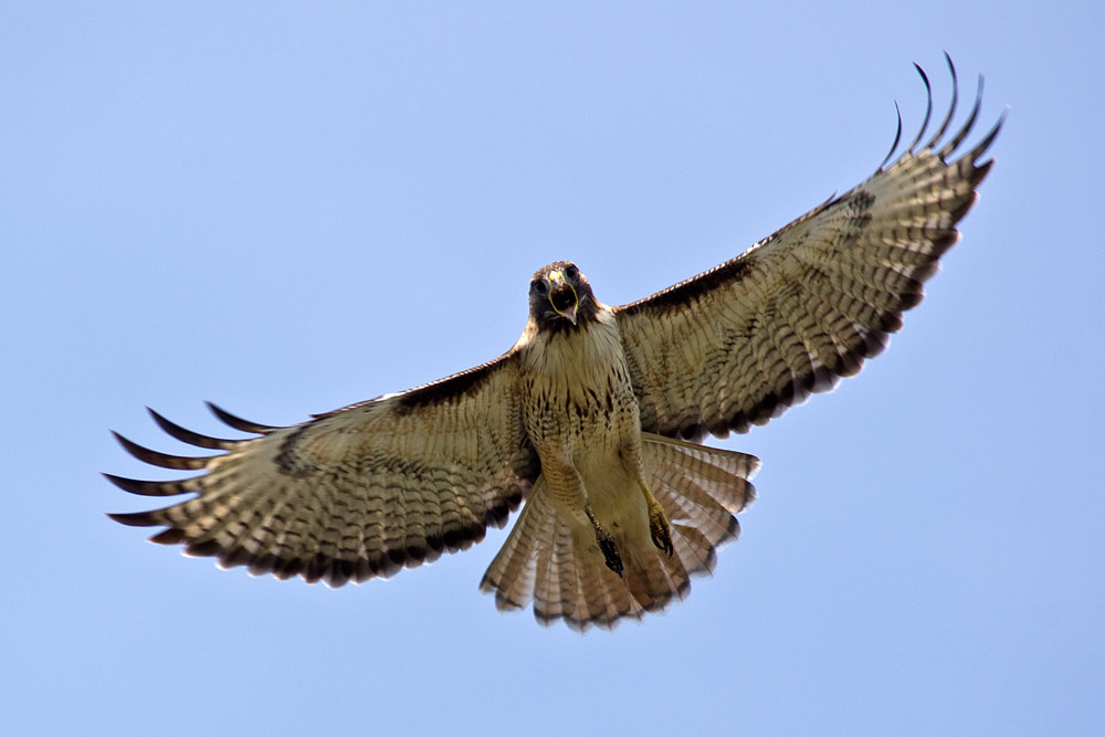 OPAS Field Trip: Dungeness River Levee Road