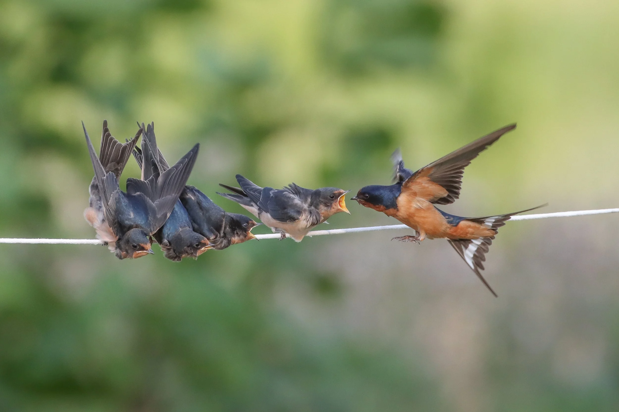 OPAS Backyard Birding: “Retrospective on Birding” 