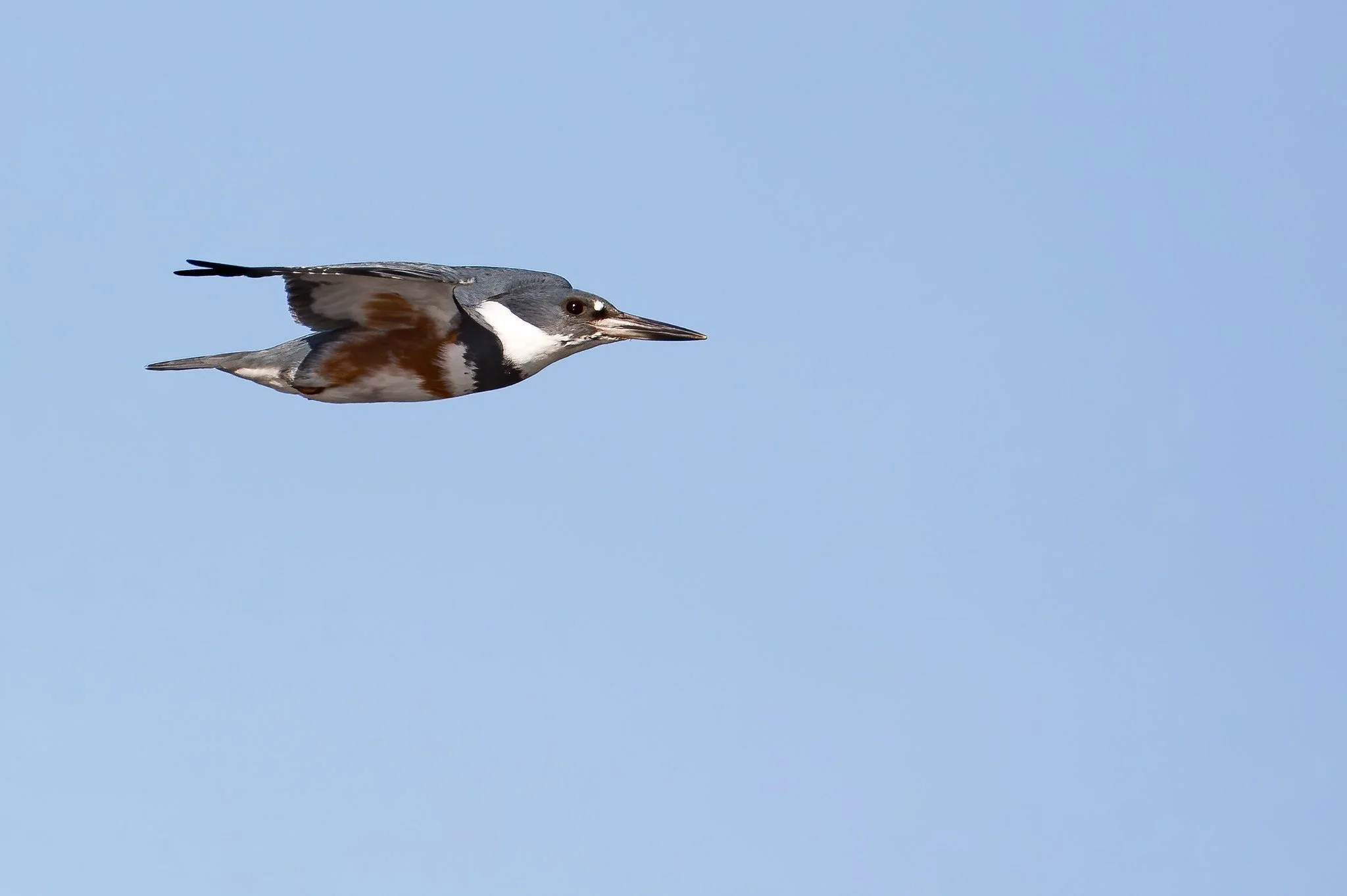 OPAS Program: "Partners in Birding"