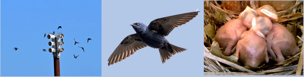 OPAS Backyard Birding: Purple Martin Class &amp; Field Trip