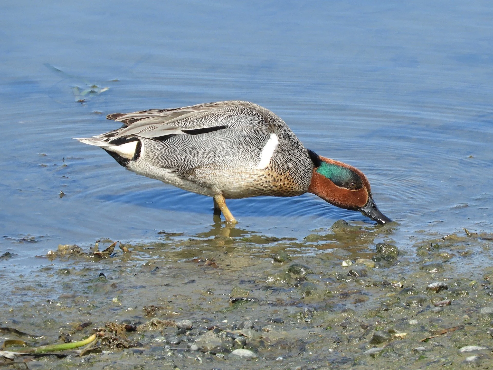 Green-winged Teal by Bob Boekelheide.jpg