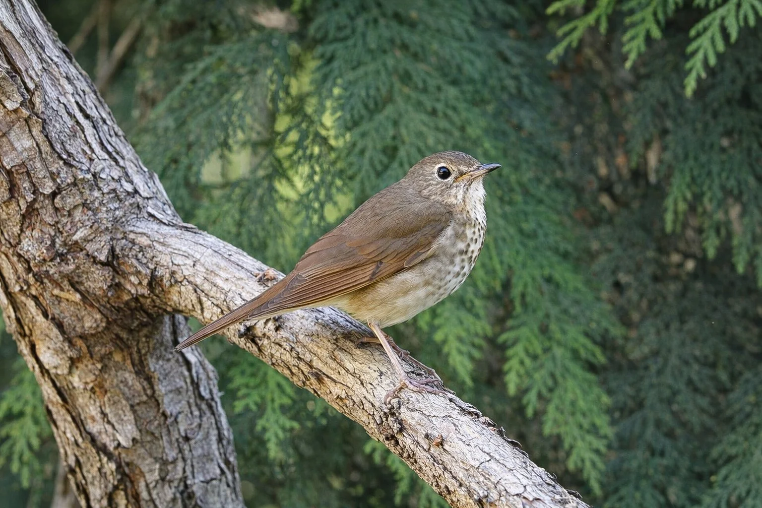 Backyard Birding: “Bird Migration Stories” Video