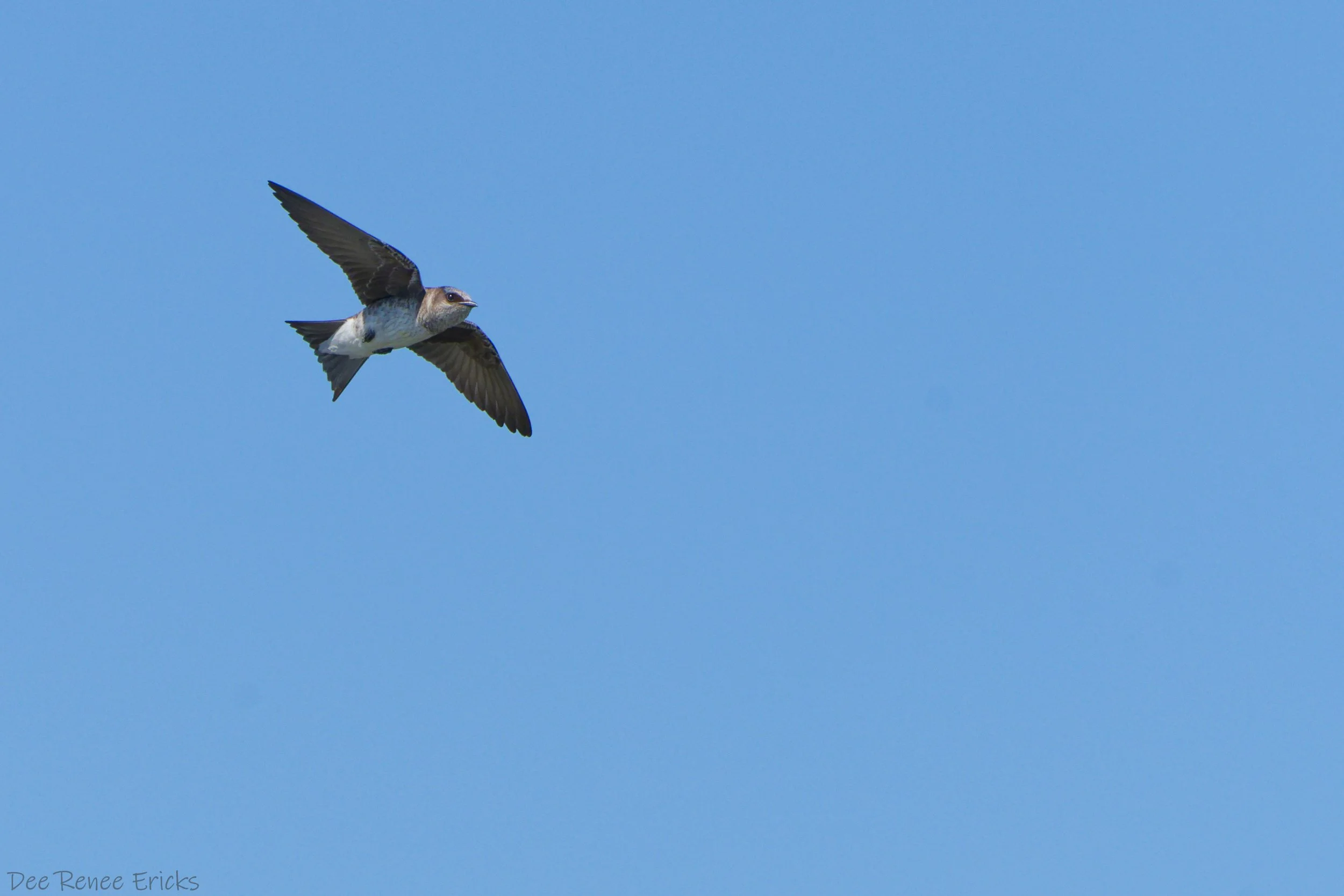 First Nest Box Census