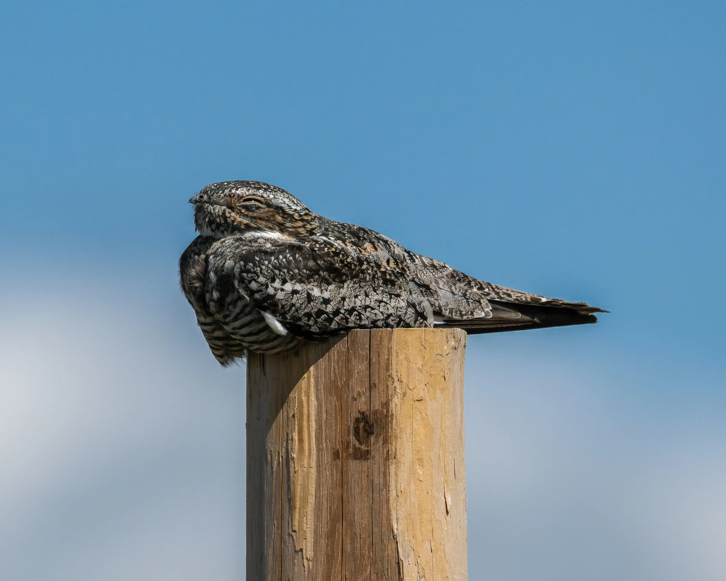 Nightflyer: The Curious Life of a Nighthawk