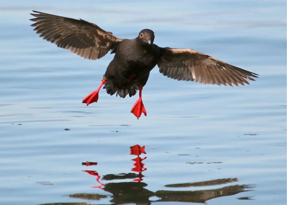 How and Why we Watch Pigeon Guillemots