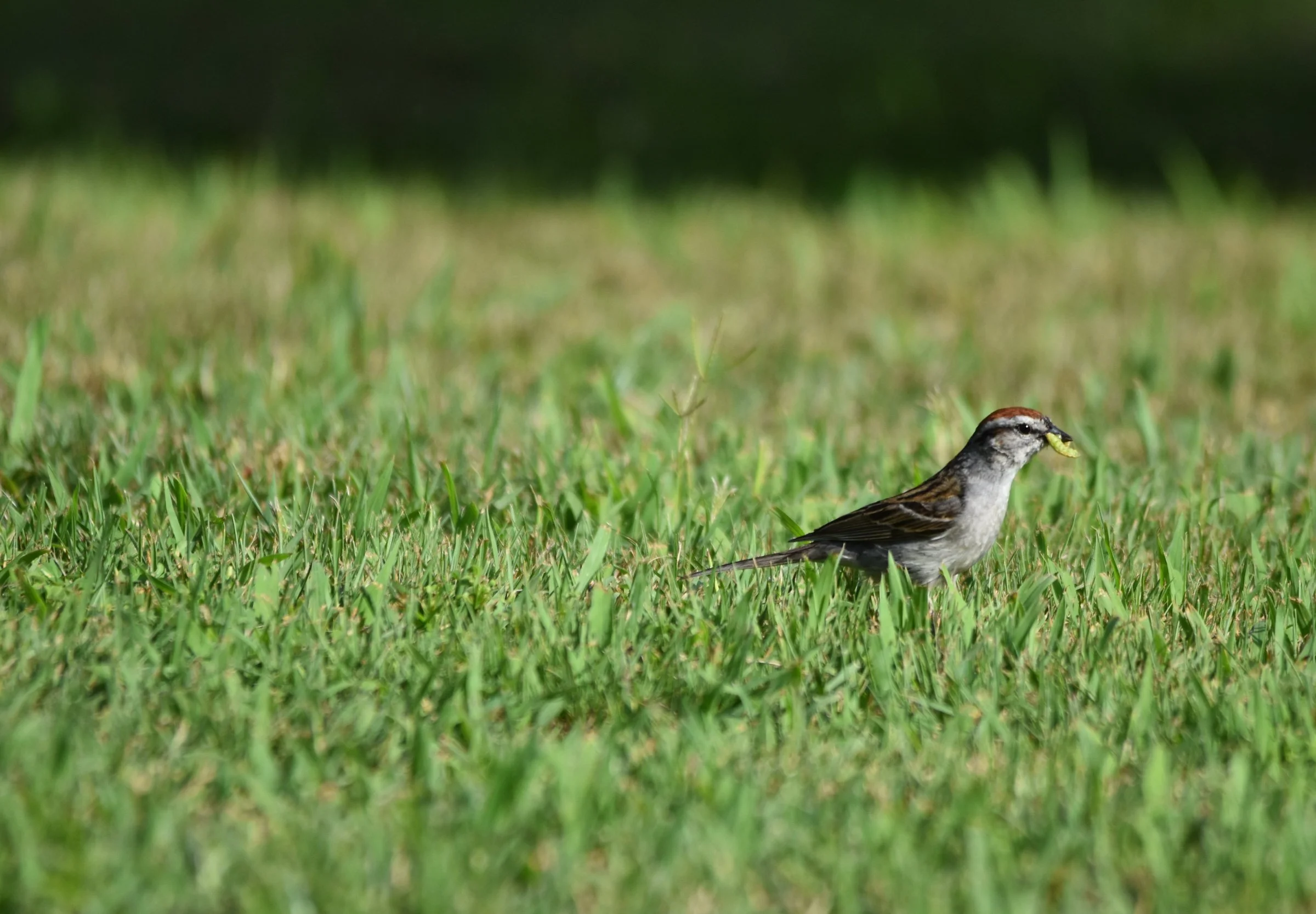 World Migratory Bird Day Proclamations and the State of Bird Conservation
