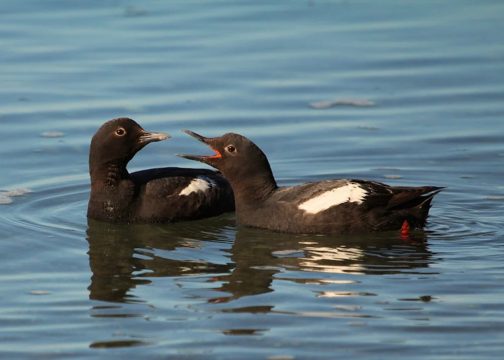 Pigeon Guillemot Survey
