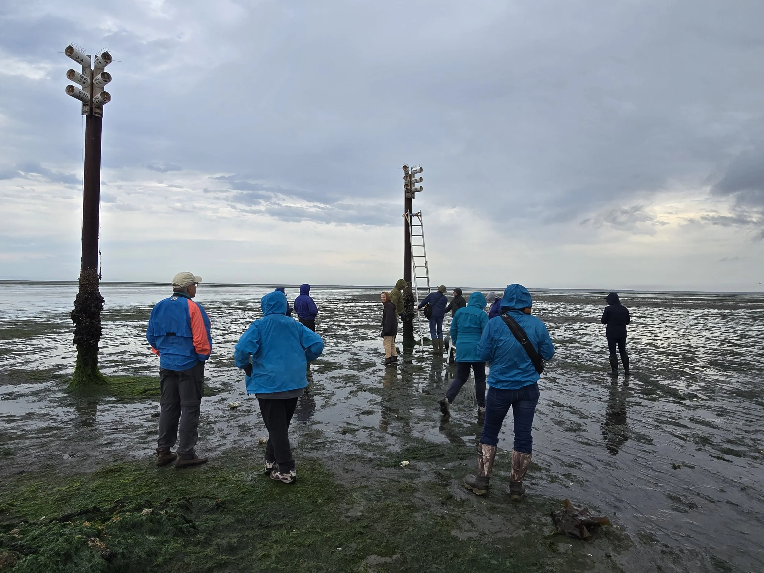 3 Crabs Purple Martin Field Trip