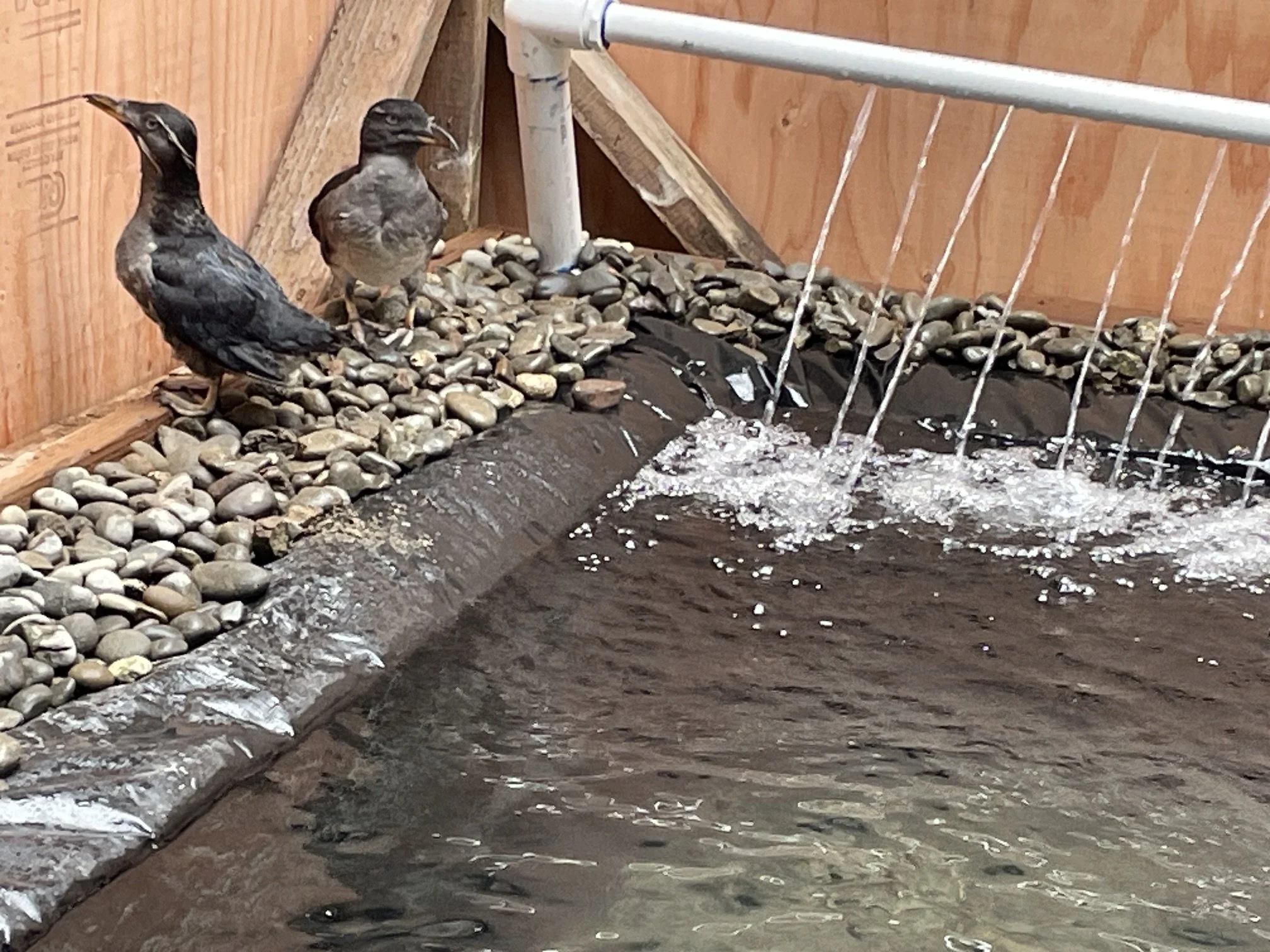 OPAS Funds New Seabird Rehabilitation Pool