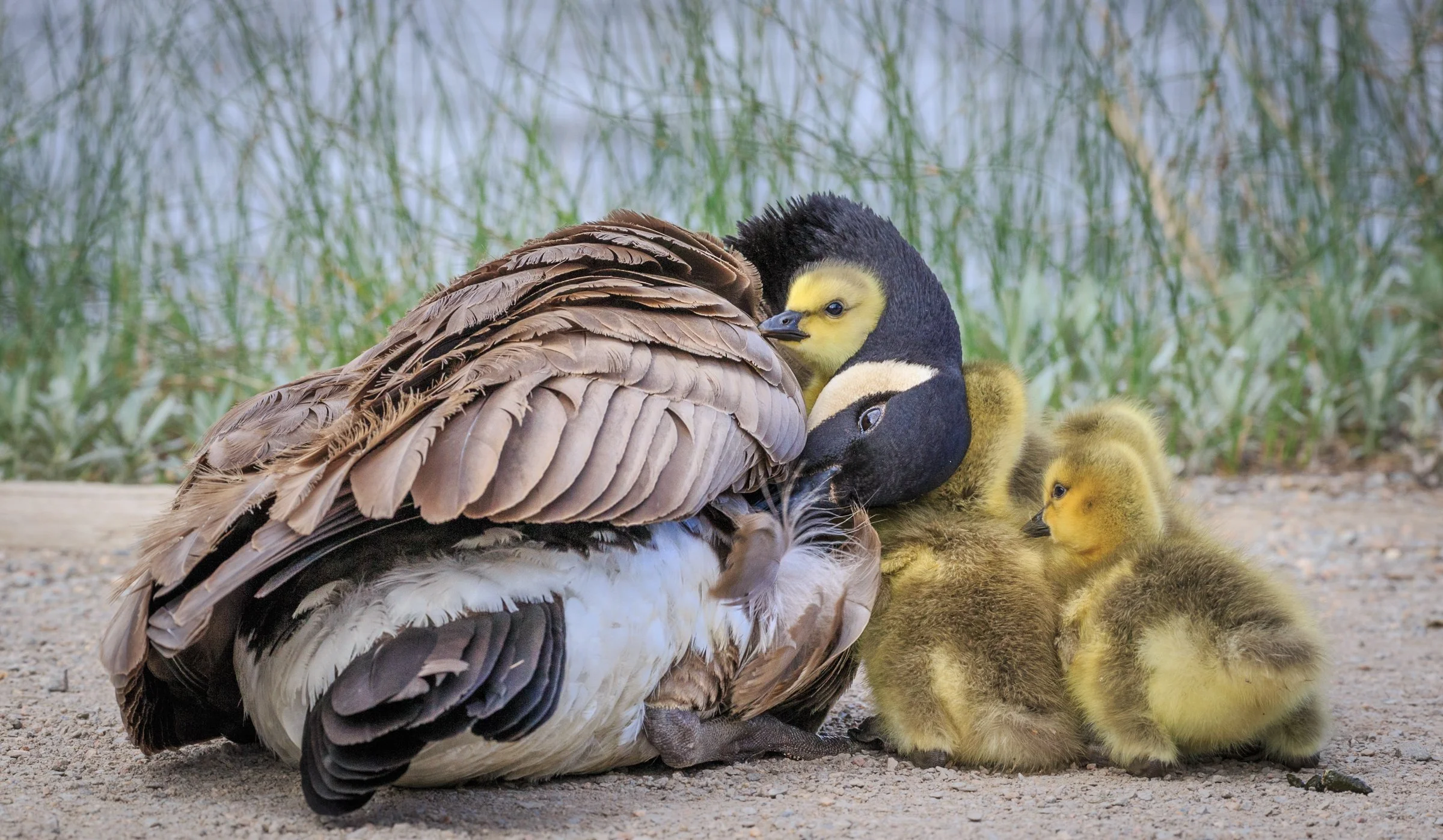OPAS Program: The Feather Wars: And the Great Crusade to Save America's Birds