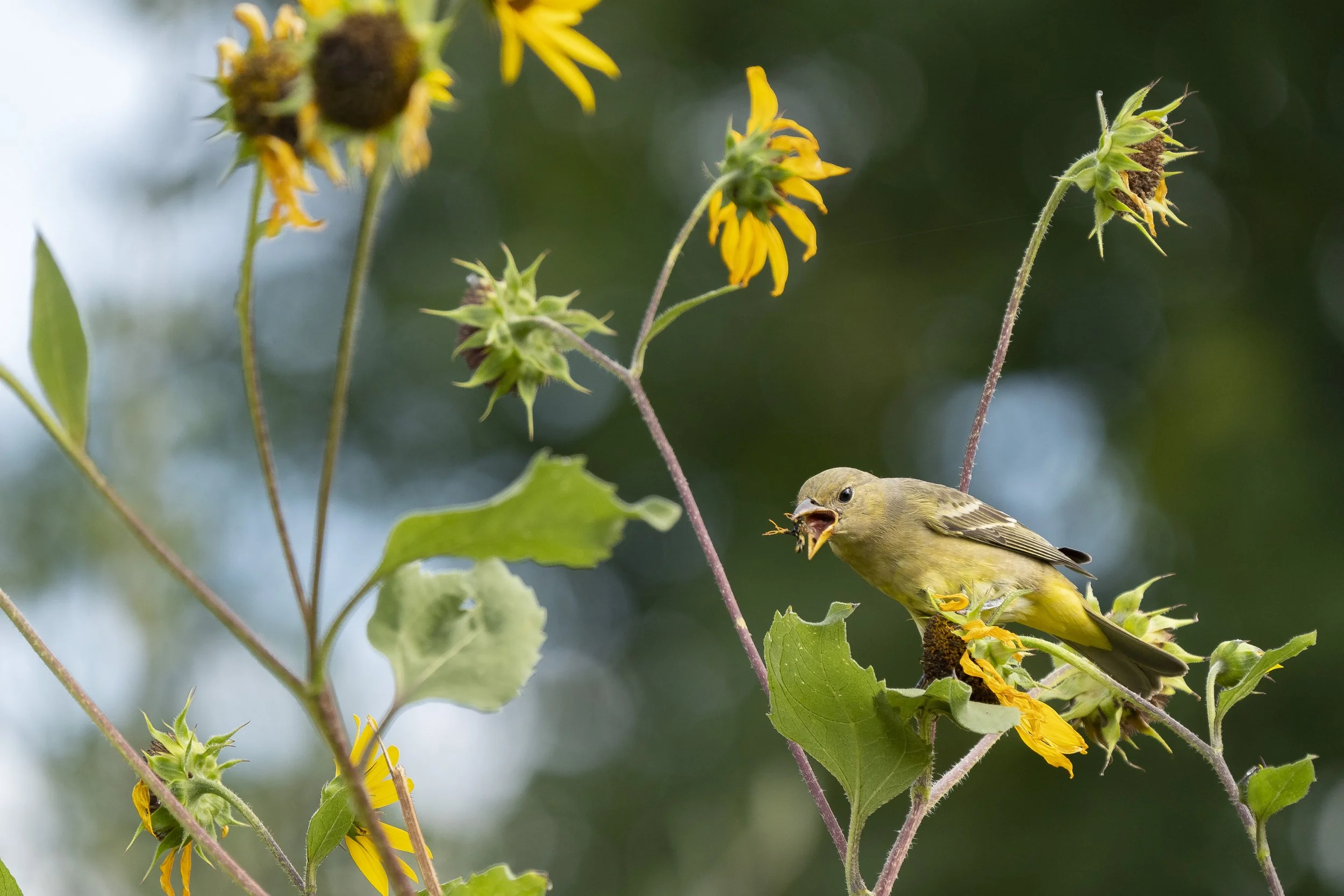 Master Gardeners, “Native Plants for Home Landscaping”