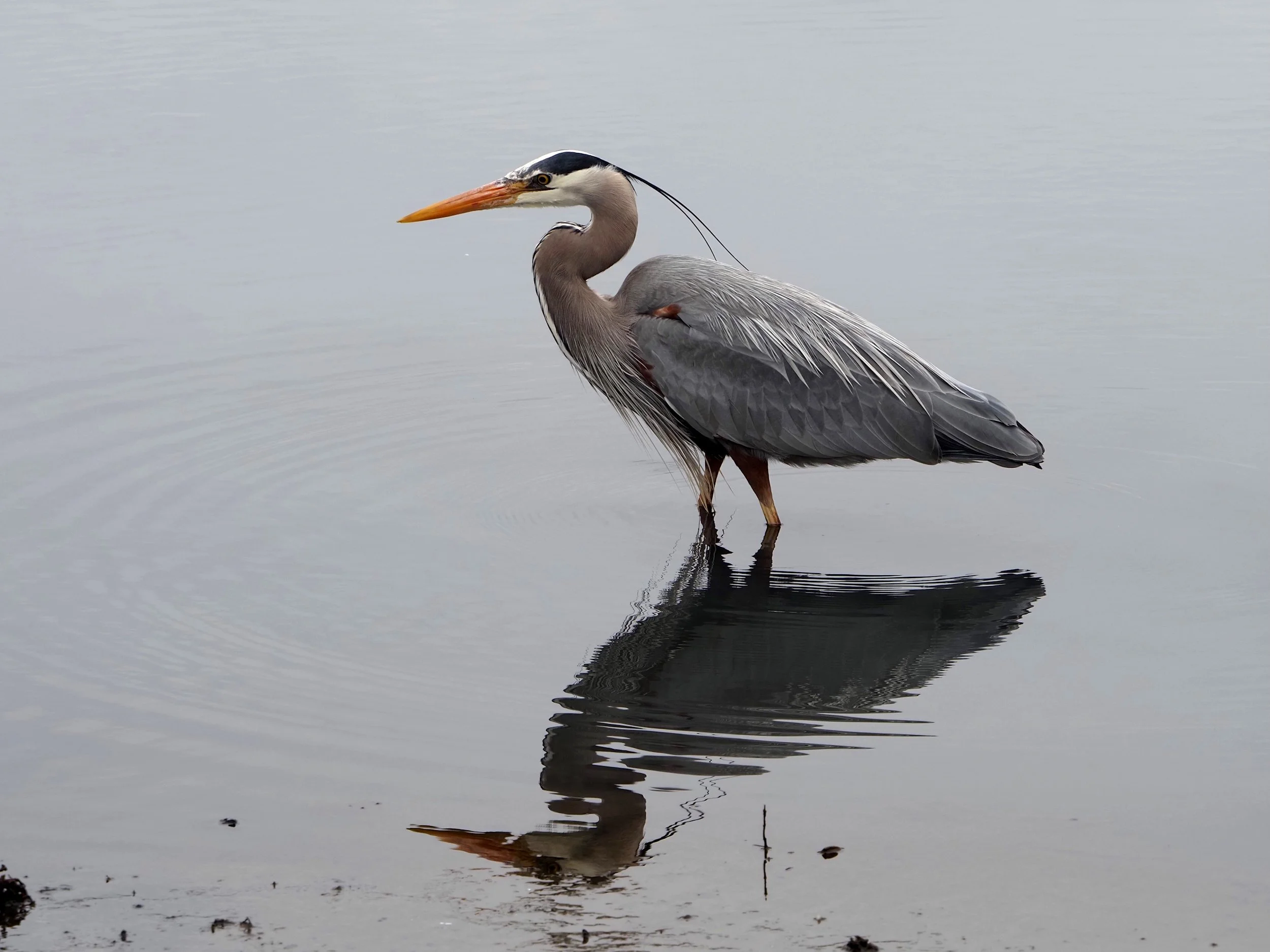 Survival: The Life of the Majestic Great Blue Heron