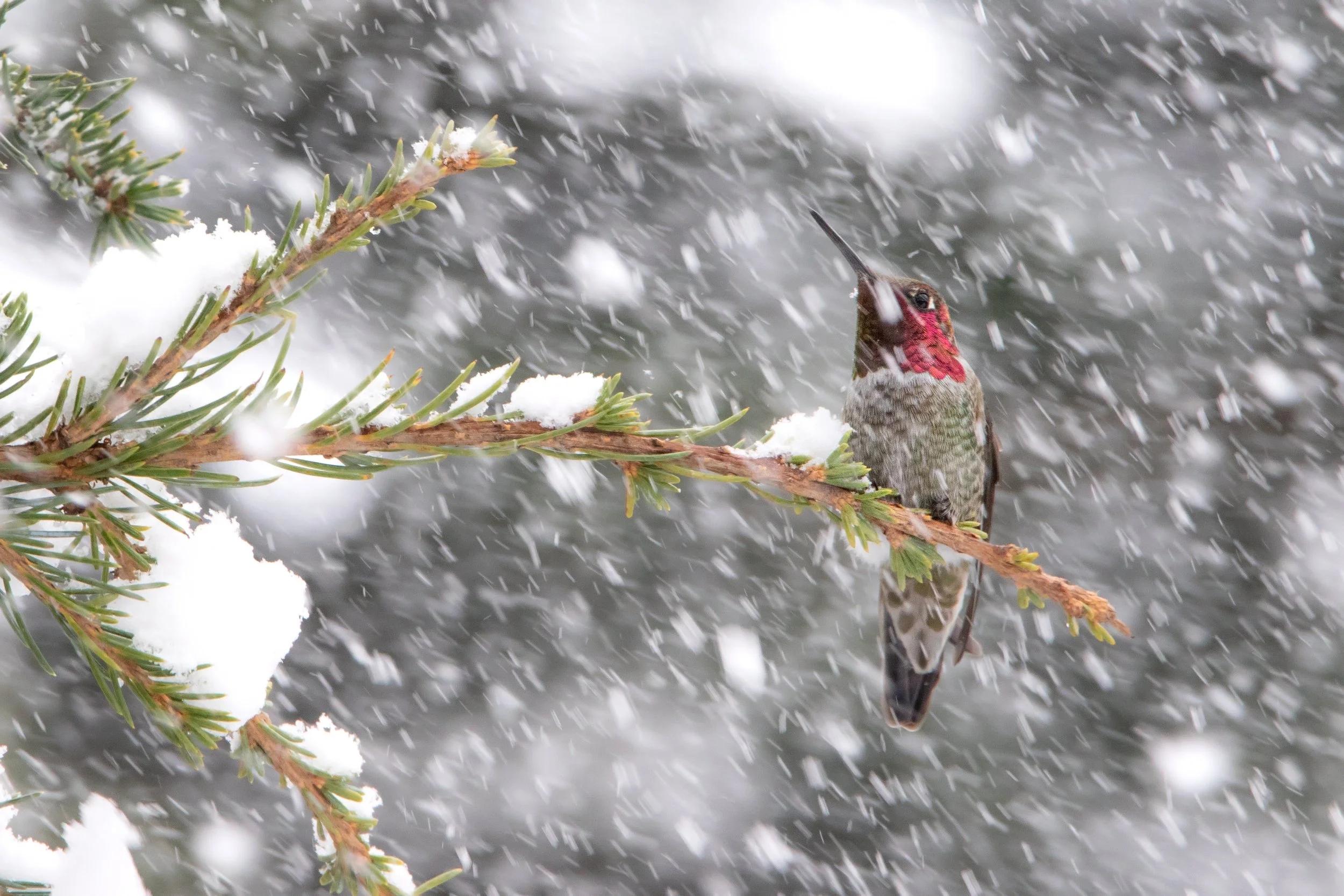 OPAS Backyard Birding: “Preparing the Winter Backyard Habitat”