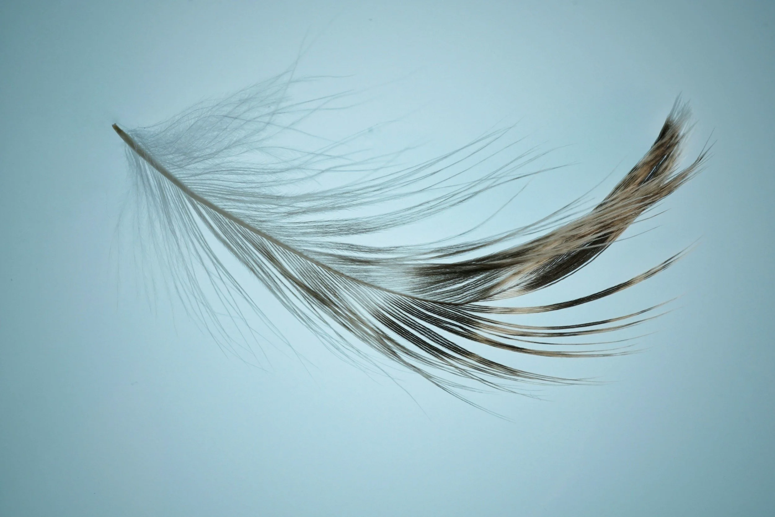 "The Feather Wars" Video