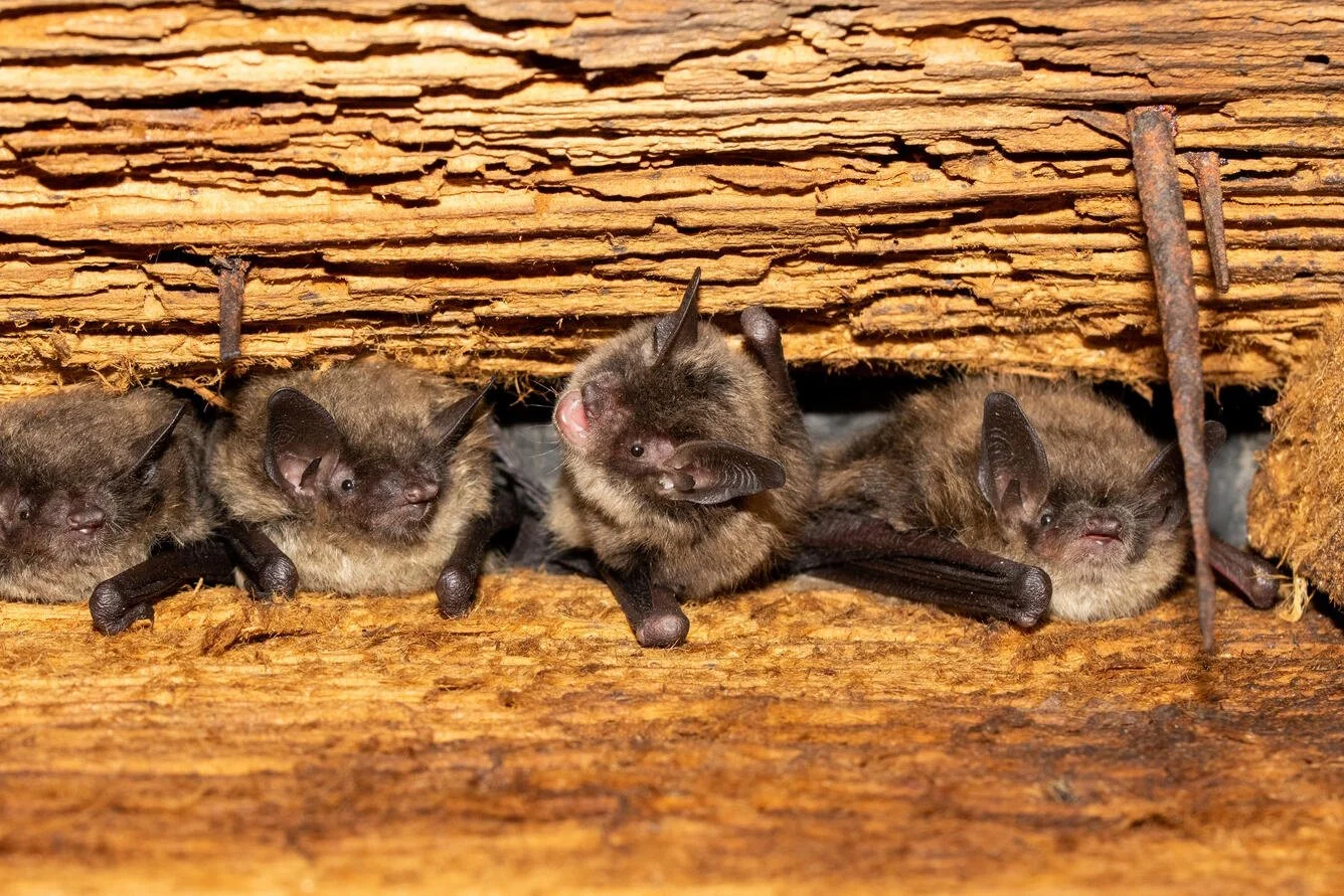 Going Beyond Birds: A Guide to Olympic Peninsula Bats
