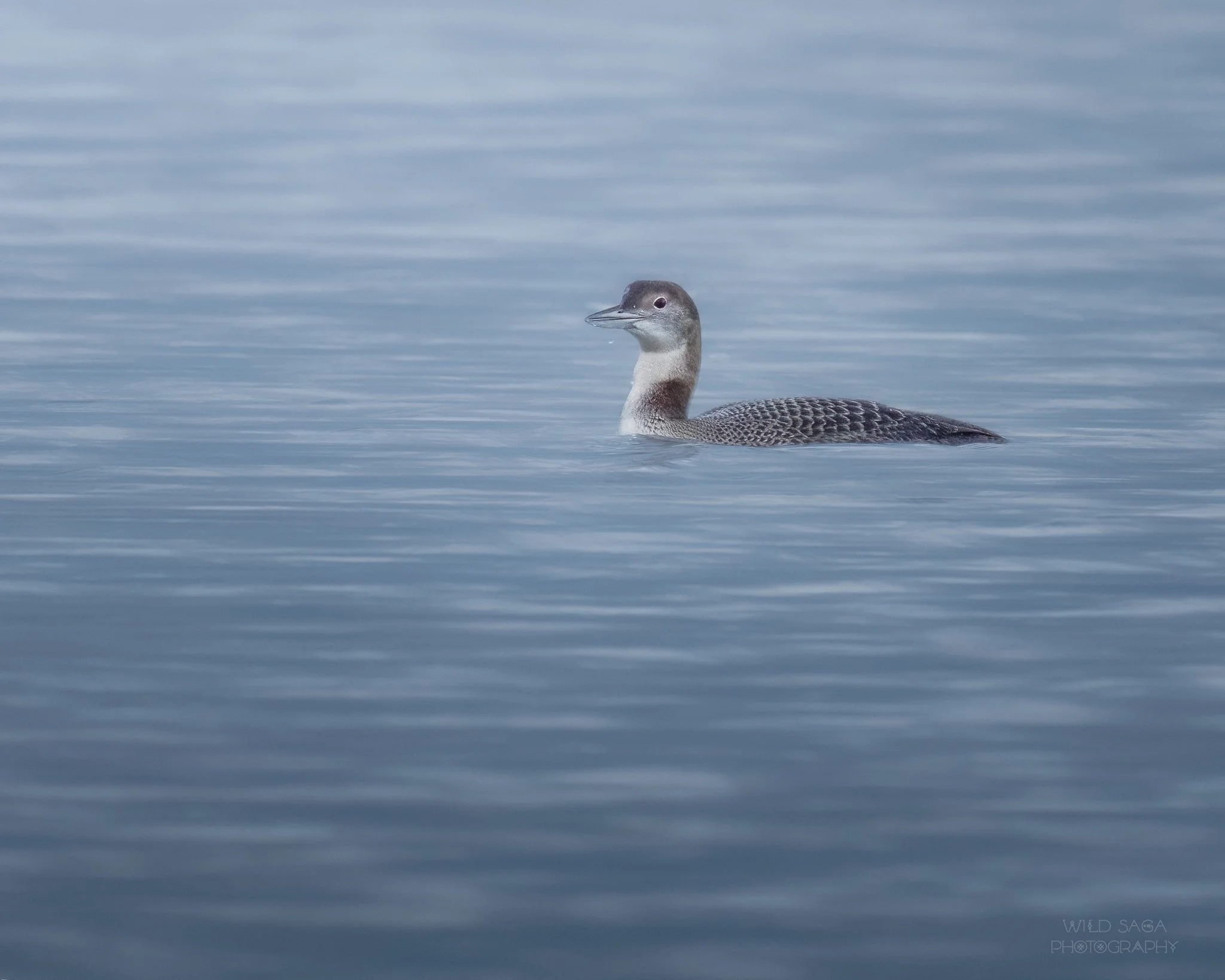 OPAS Field Trip: Port Williams and Gibson Spit