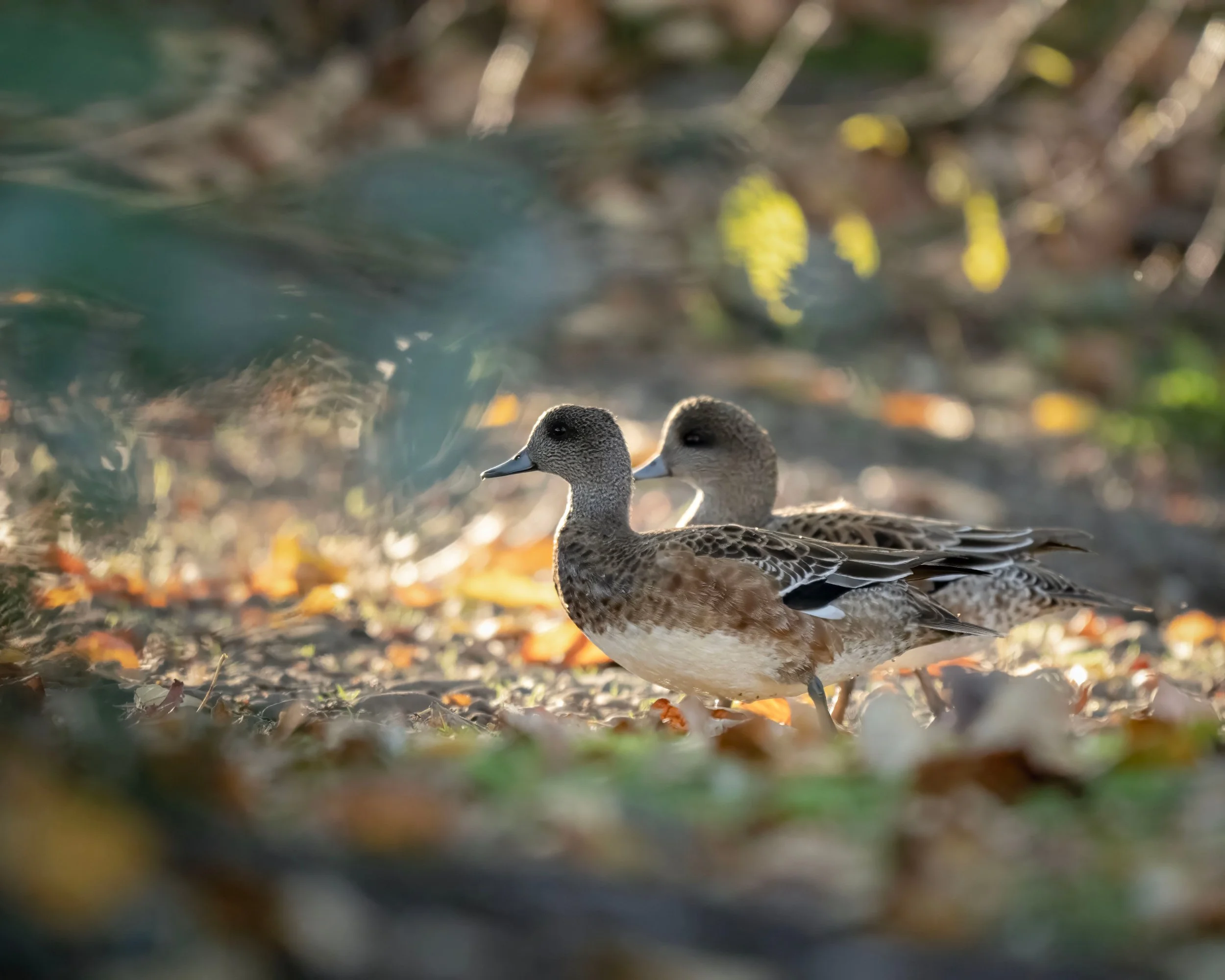 Pre-Christmas Bird Count to Carrie Blake Park and John Wayne Marina