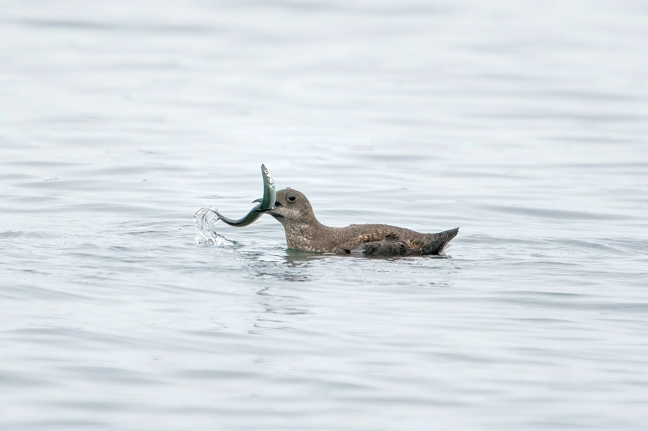 OPAS Program: “Deep Birding: Exploring the Past, Present, and Future of Birds in a Rapidly Changing Climate”