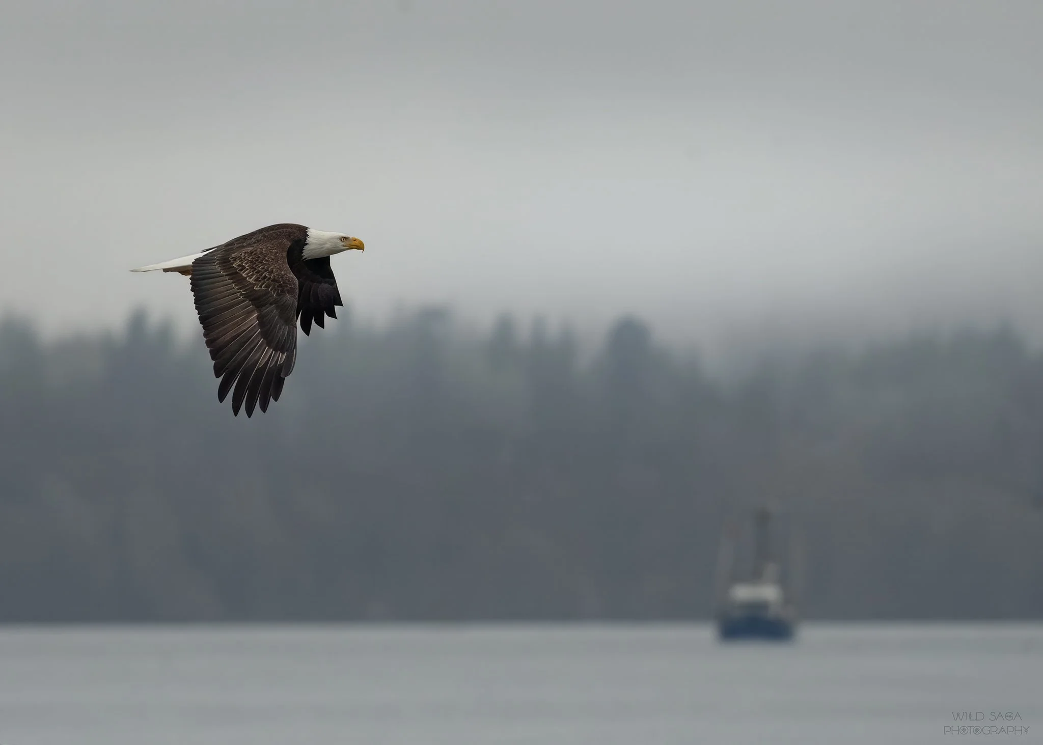 OPAS Field Trip: Mouth of the Elwha River Bird Walk