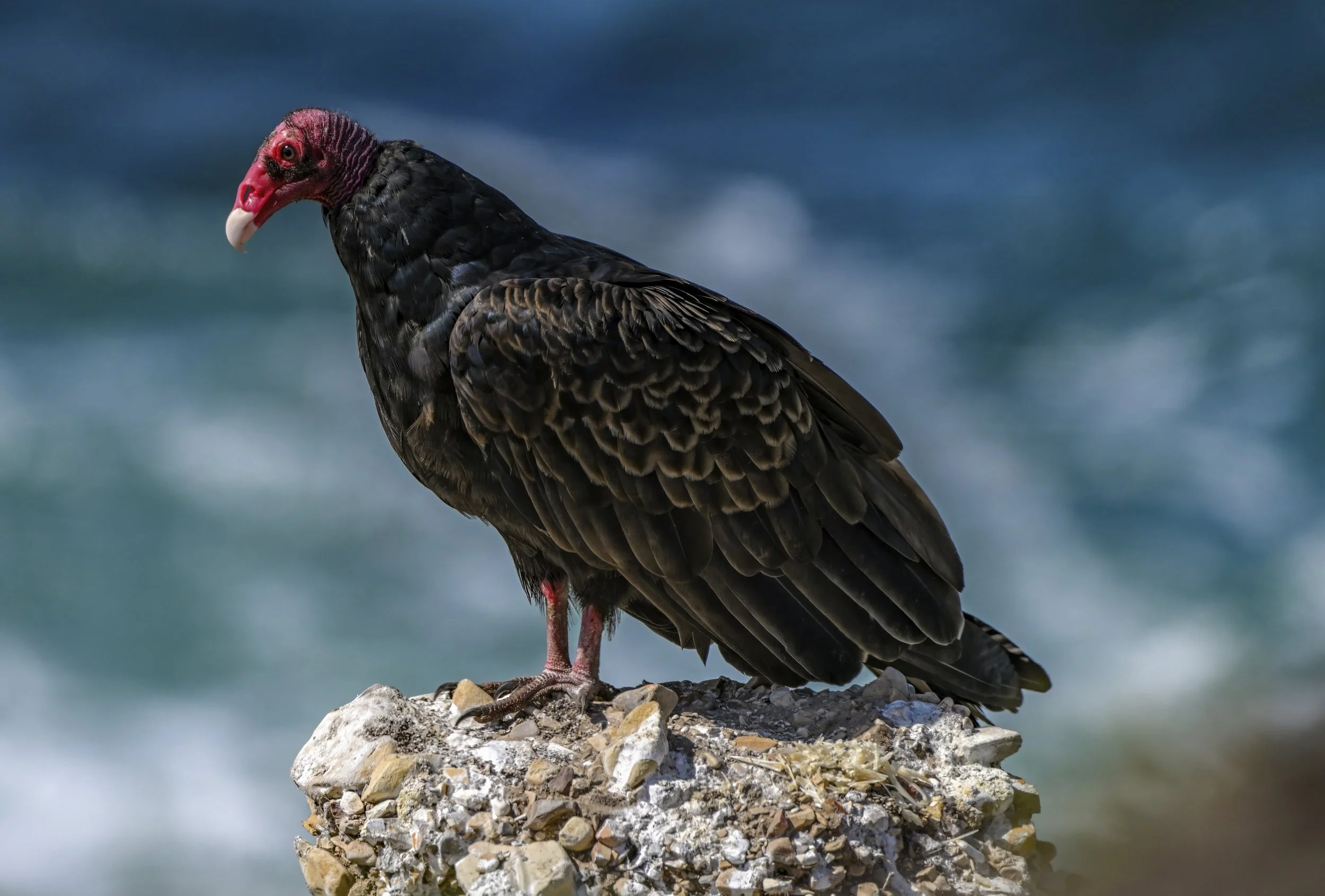 Over to the Dark Side: Vultures