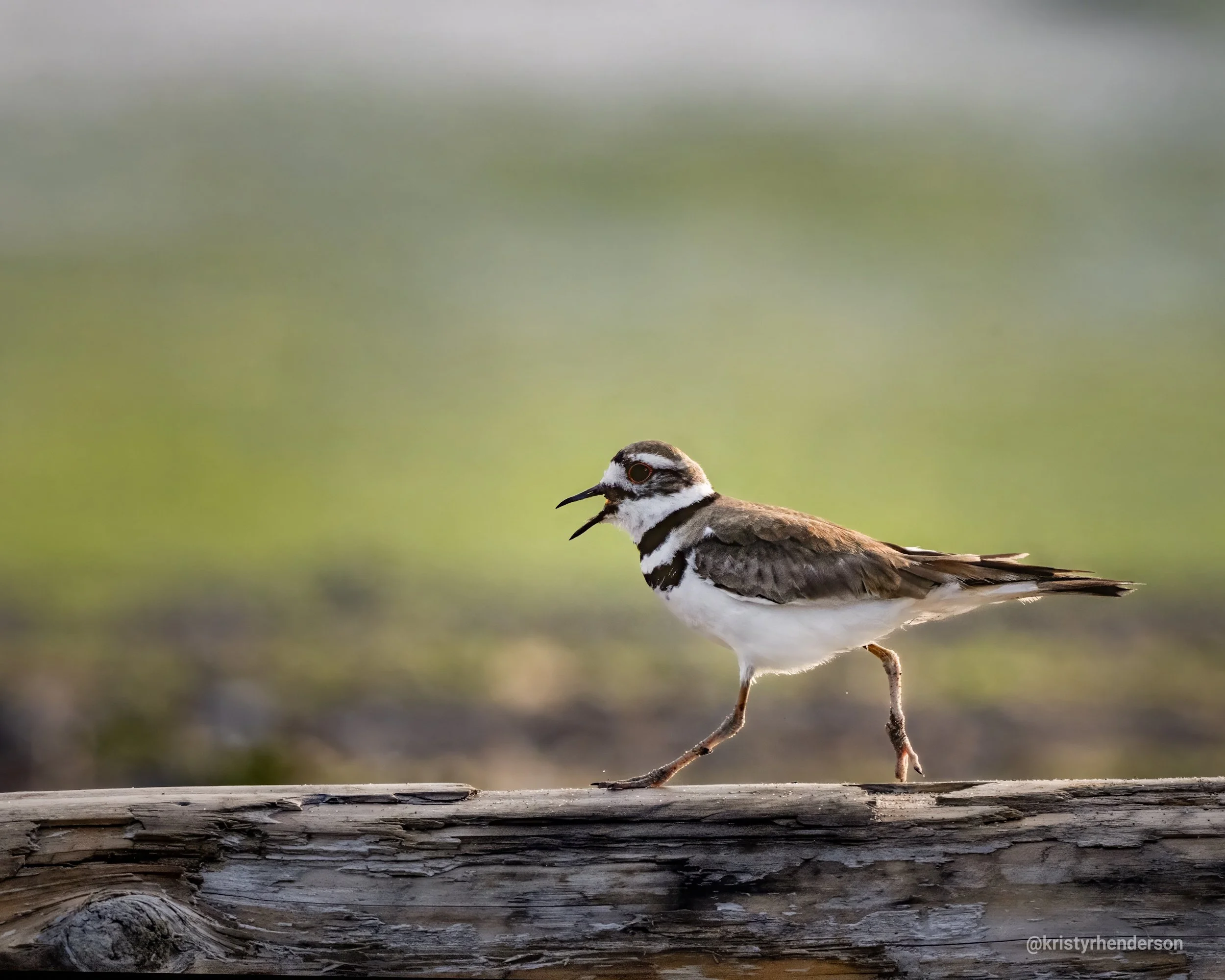Dungeness Bay Field Trip Report—Aug 2, 2026
