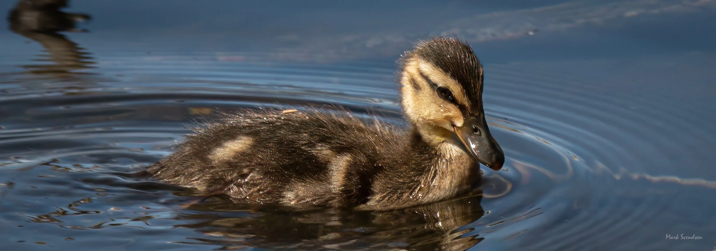 Mallard duckling by Mark Svendsen 2500 pixels wide.jpg