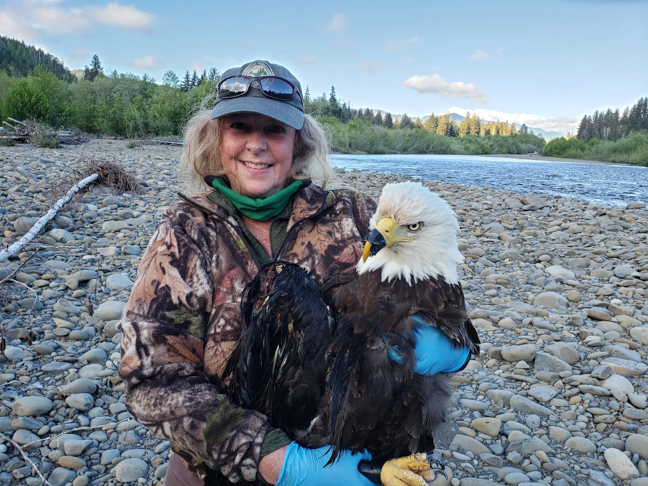 Shelly Ament Bald Eagle Bogachiel_20200518 Photo by WDFW.jpg
