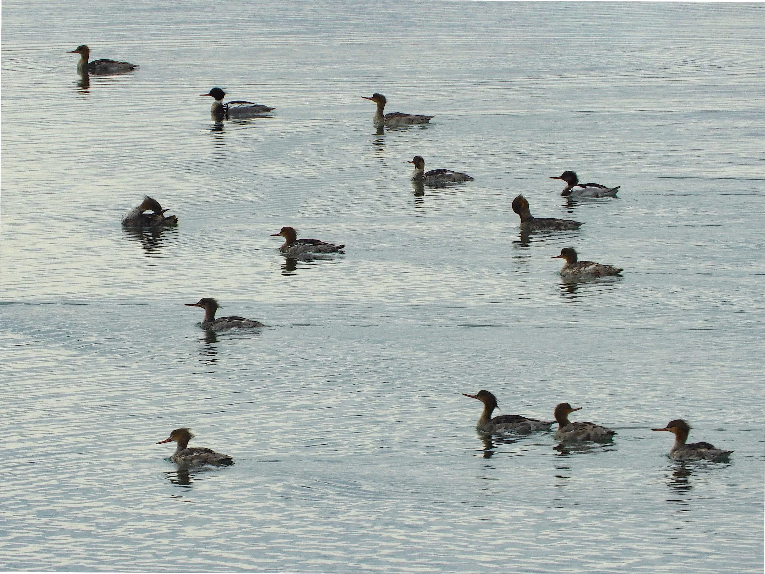 Red-breasted Mergansers in Dungeness Bay