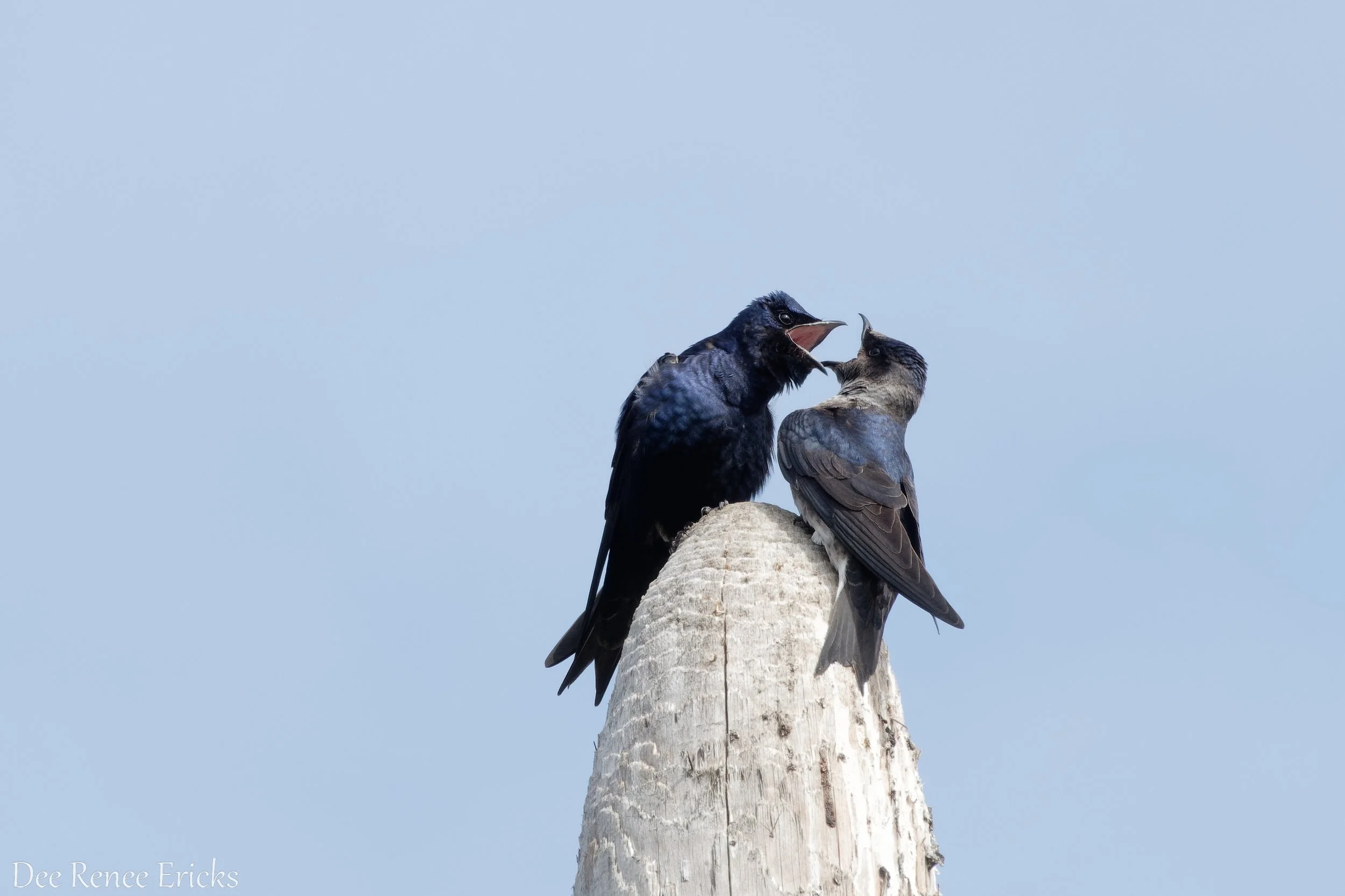 Purple Martin Program Video July 16, 2026
