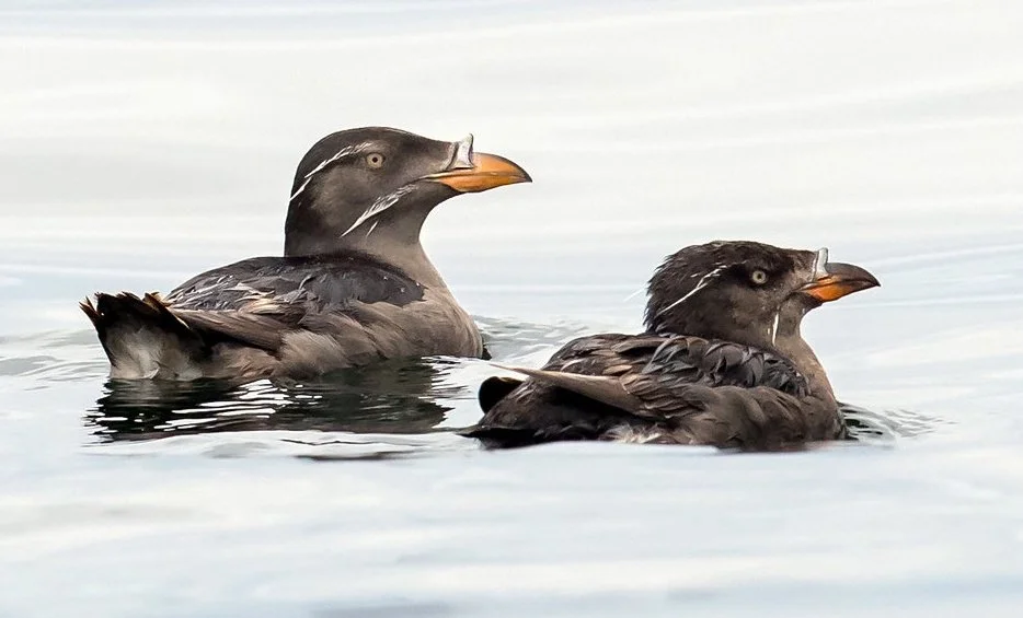 Olympic BirdFest registration is now live!