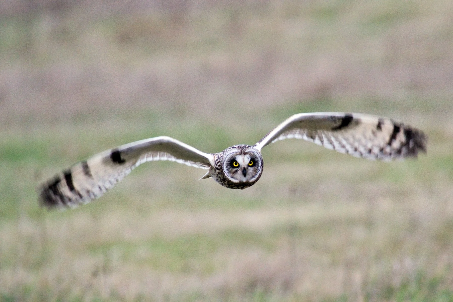 The Mysterious Irruptive Owls