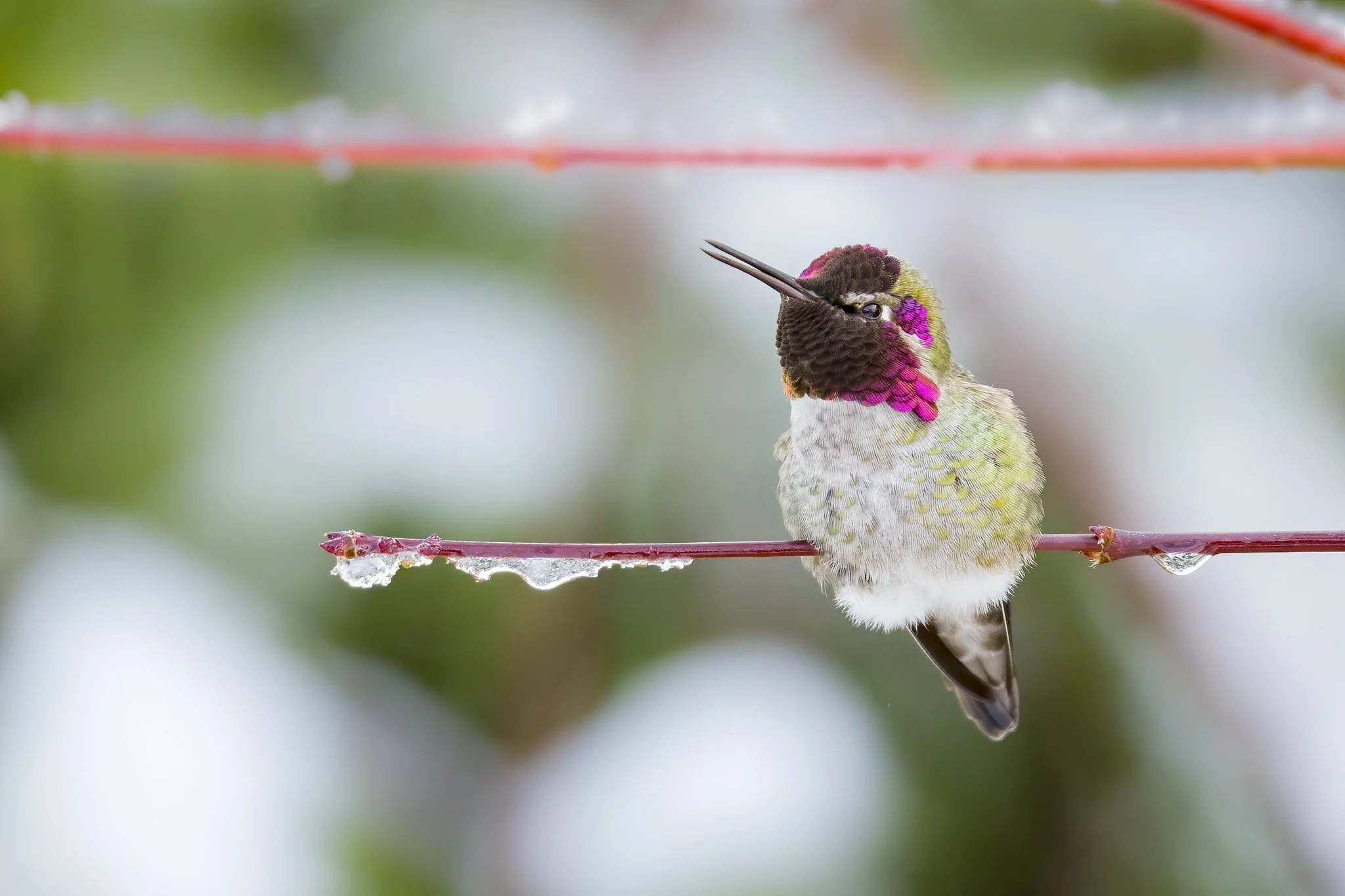 Helping Our Wintering Birds