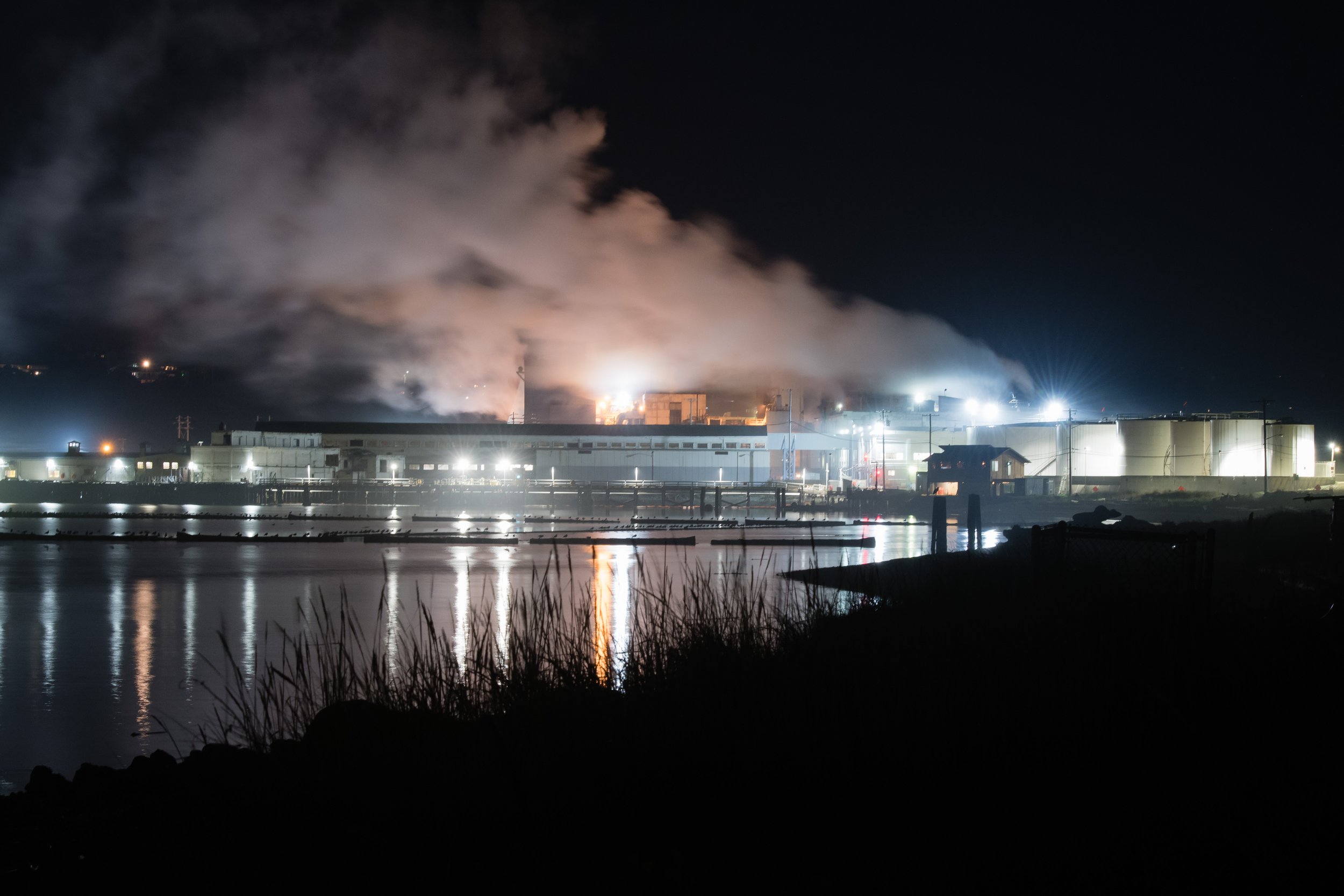 Bird Collisions and Light Pollution